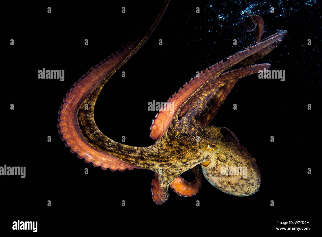 Düster Krake (Octopus tetricus), gefangen. September. Stockfoto