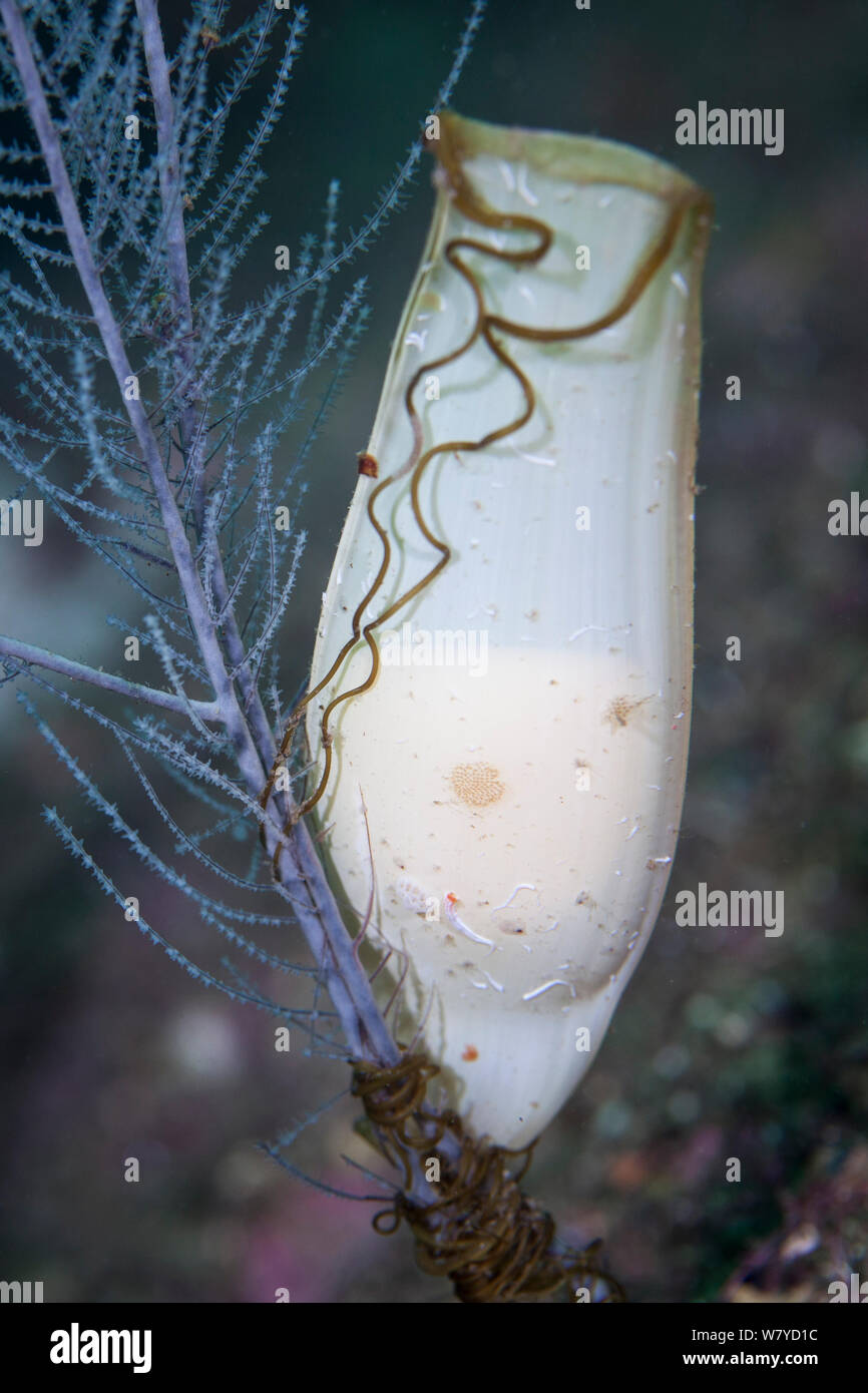 Teppich Hai (Cephaloscyllium isabellum) Ei zu Schwarzen Korallen (Antipathella fiordensis) in den Dusky Sound, Fiordland National Park, Neuseeland. April. 7/8. Stockfoto