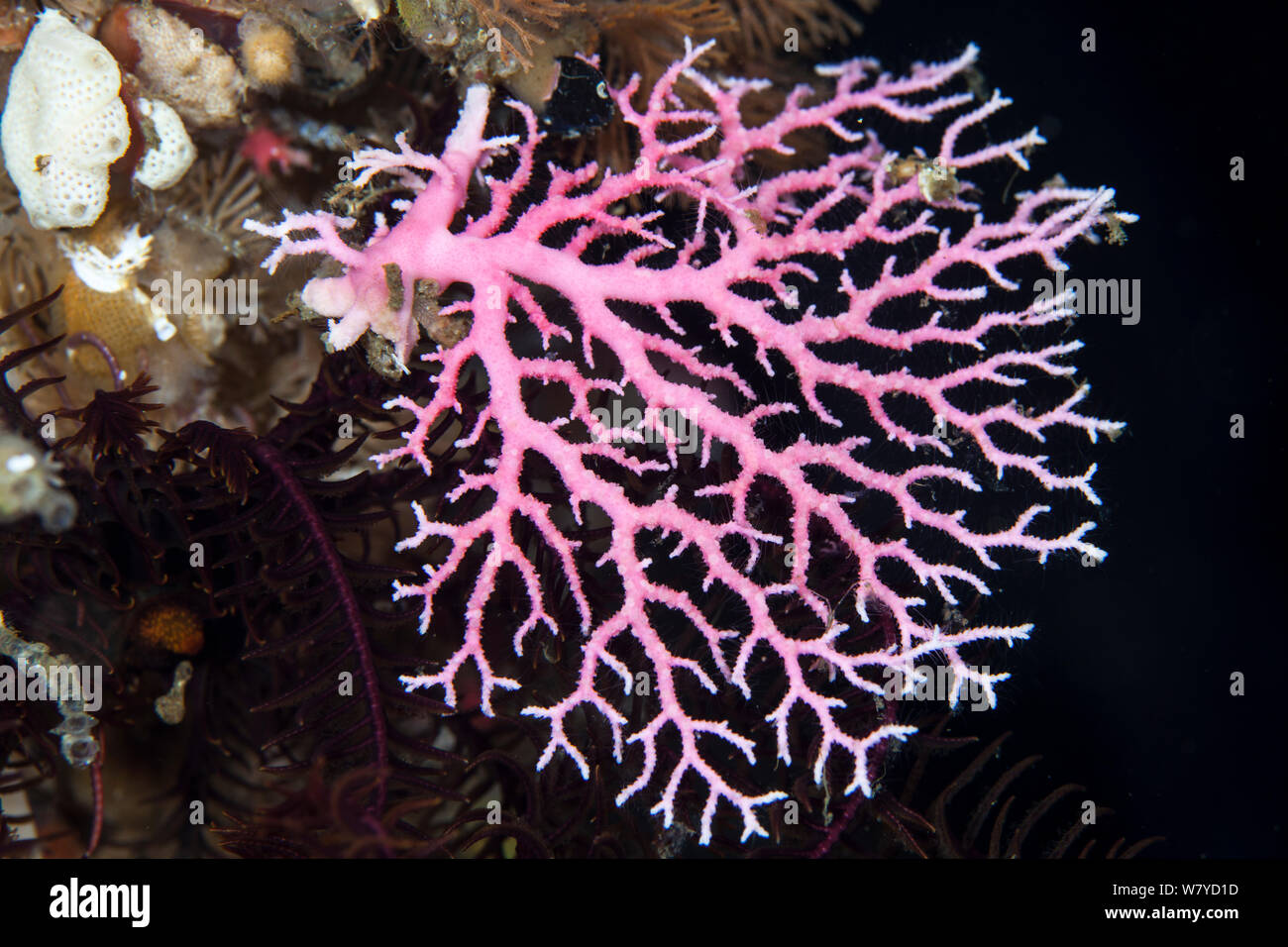 Coral (Hydroid Errina dendyi) in den Dusky Sound, Fiordland National Park, Neuseeland. Stockfoto