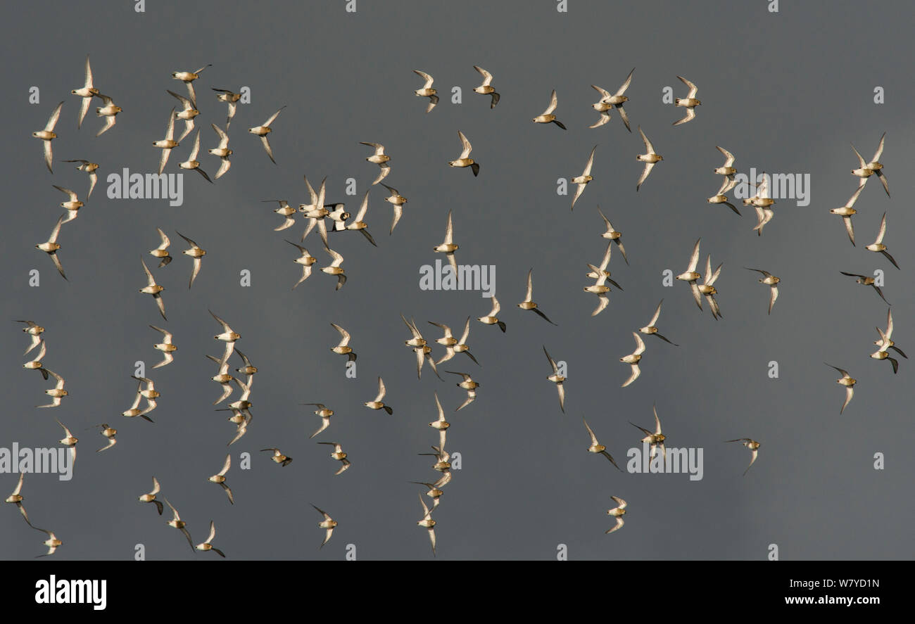 Migration Herde der Goldregenpfeifer (Pluvialis apricaria) mit einem Kiebitz (Vanellus vanellus), gegen einen stürmischen Himmel in Northumberland anreisen. Cresswell, Northumberland, Großbritannien. November. Stockfoto