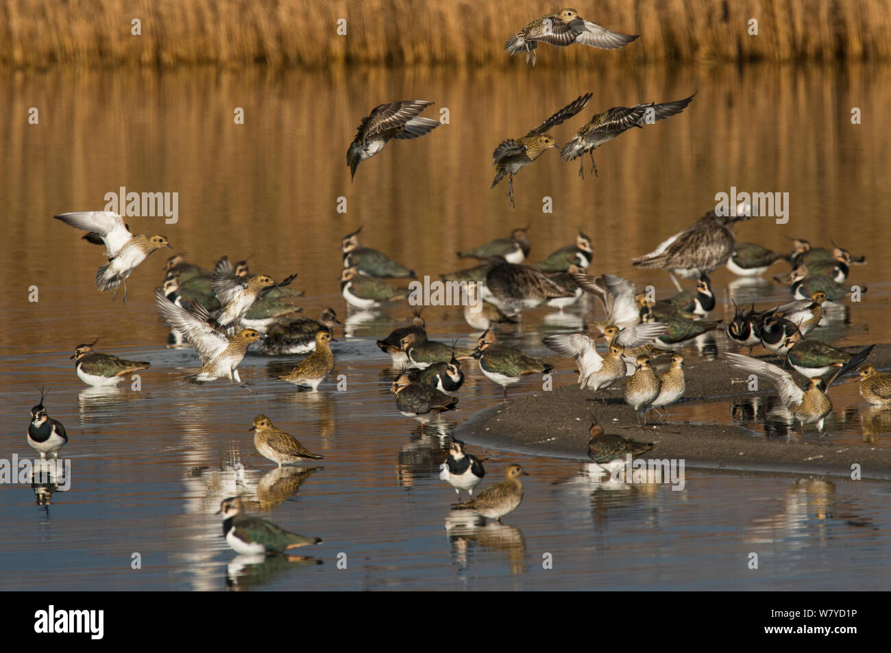 Migration Herde der Goldregenpfeifer (Pluvialis apricaria) Landung unter einer Gruppe von Nördlichen Kiebitze (Vanellus vanellus). Cresswell Teich, Northumberland, Großbritannien. November. Stockfoto