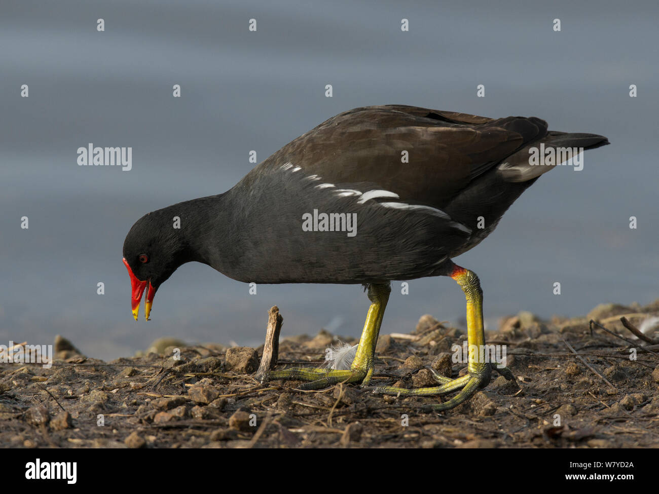 Gemeinsame Sumpfhuhn (Gallinula chloropus) Ernährung entlang dem Rand. Martin bloße Naturschutzgebiet, Lancashire, UK. November. Stockfoto