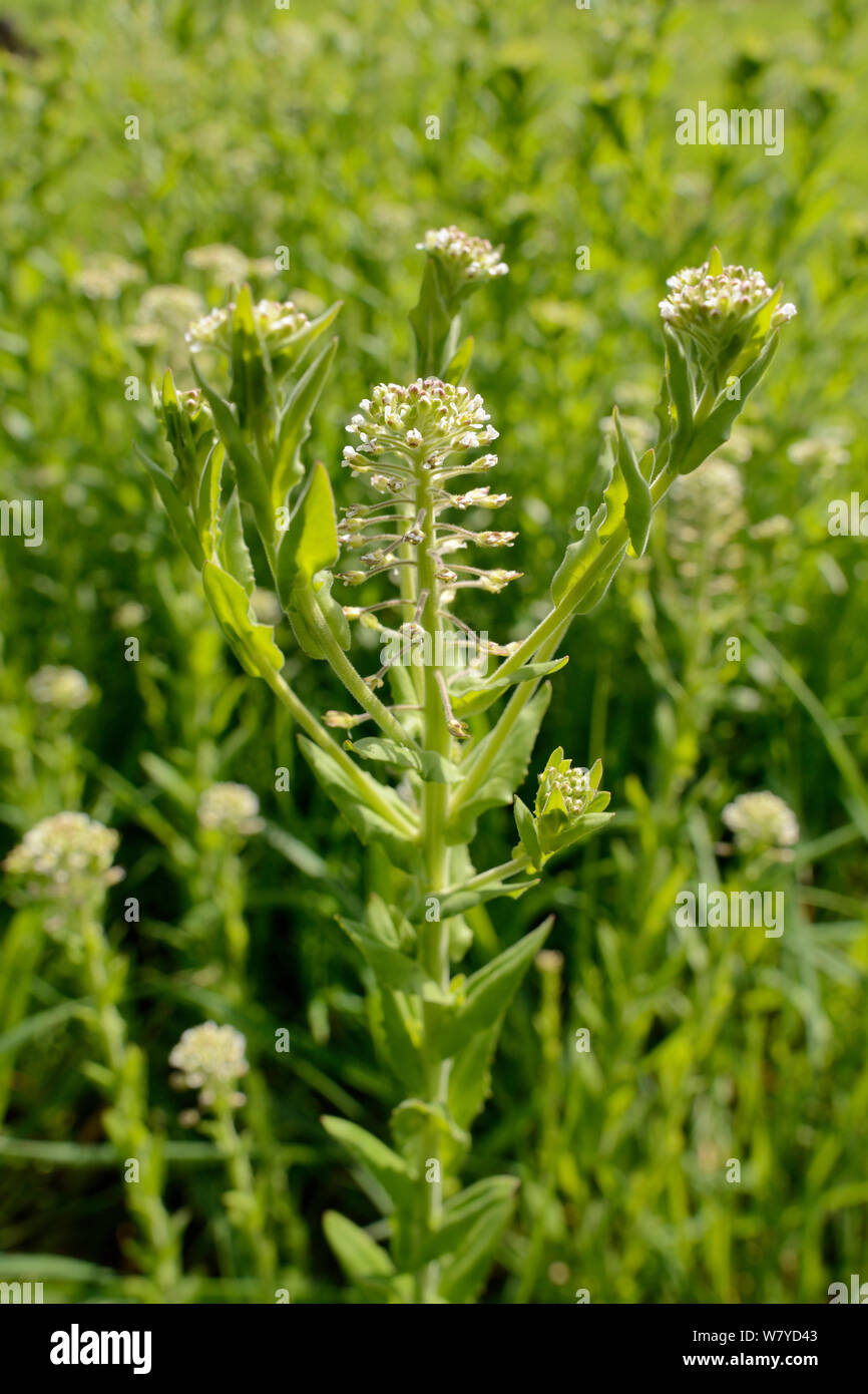 Hoary Kresse (Lepidium cardamine/Cardaria cardamine) einem Südeuropäischen Arten lange eingebürgert in Großbritannien, blühen auf kommunalem Abwasser Boden, Salisbury, Großbritannien, April. Stockfoto