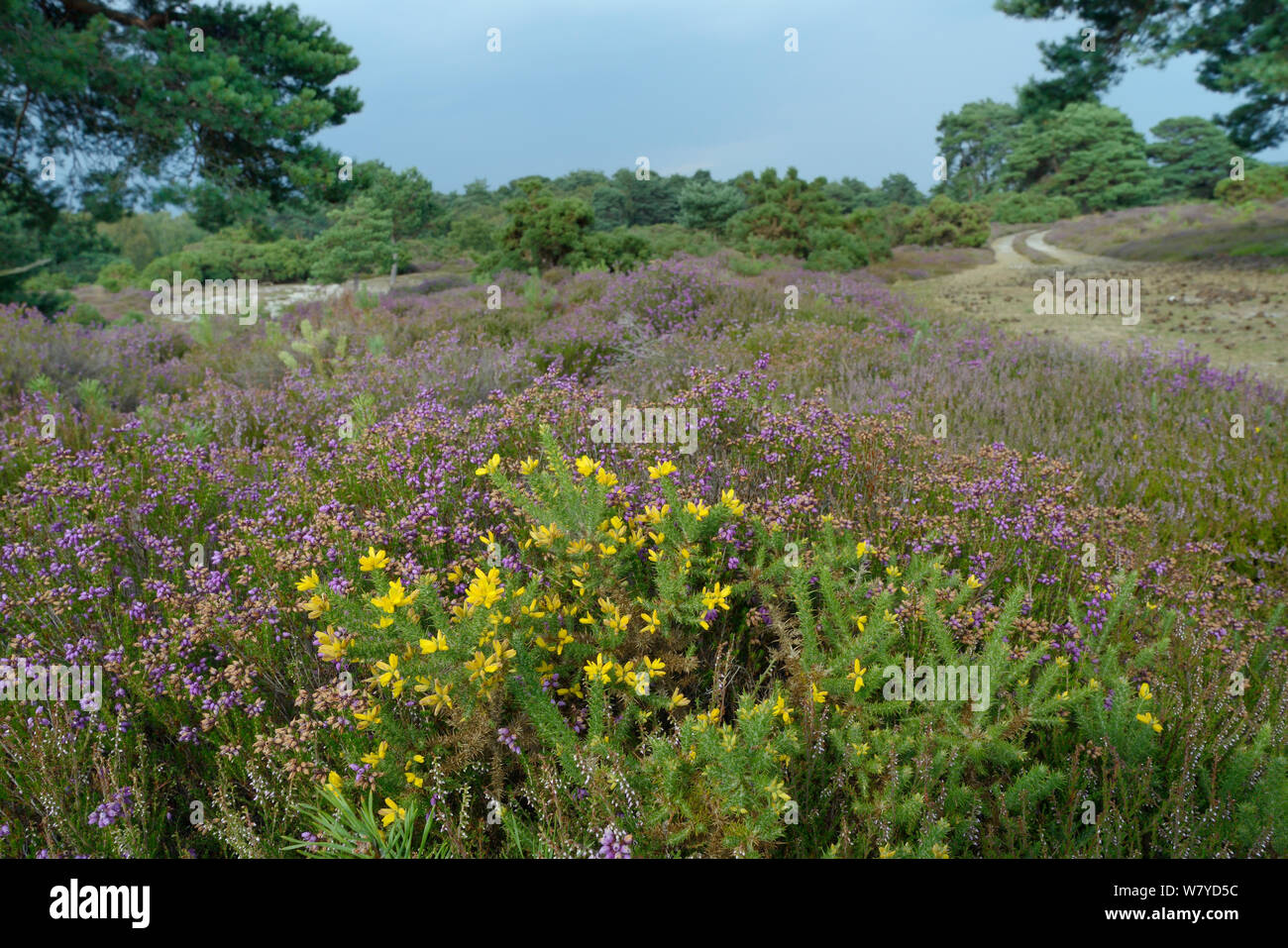 Zwerg Stechginster (Ulex minor), Blüte unter Glockenheide (Erica cinerea) und Heidekraut (Calluna vulgaris) mit Scots Kiefern (Pinus sylvestris) im Hintergrund, RSPB Arne, Dorset, Großbritannien, Juli. Stockfoto