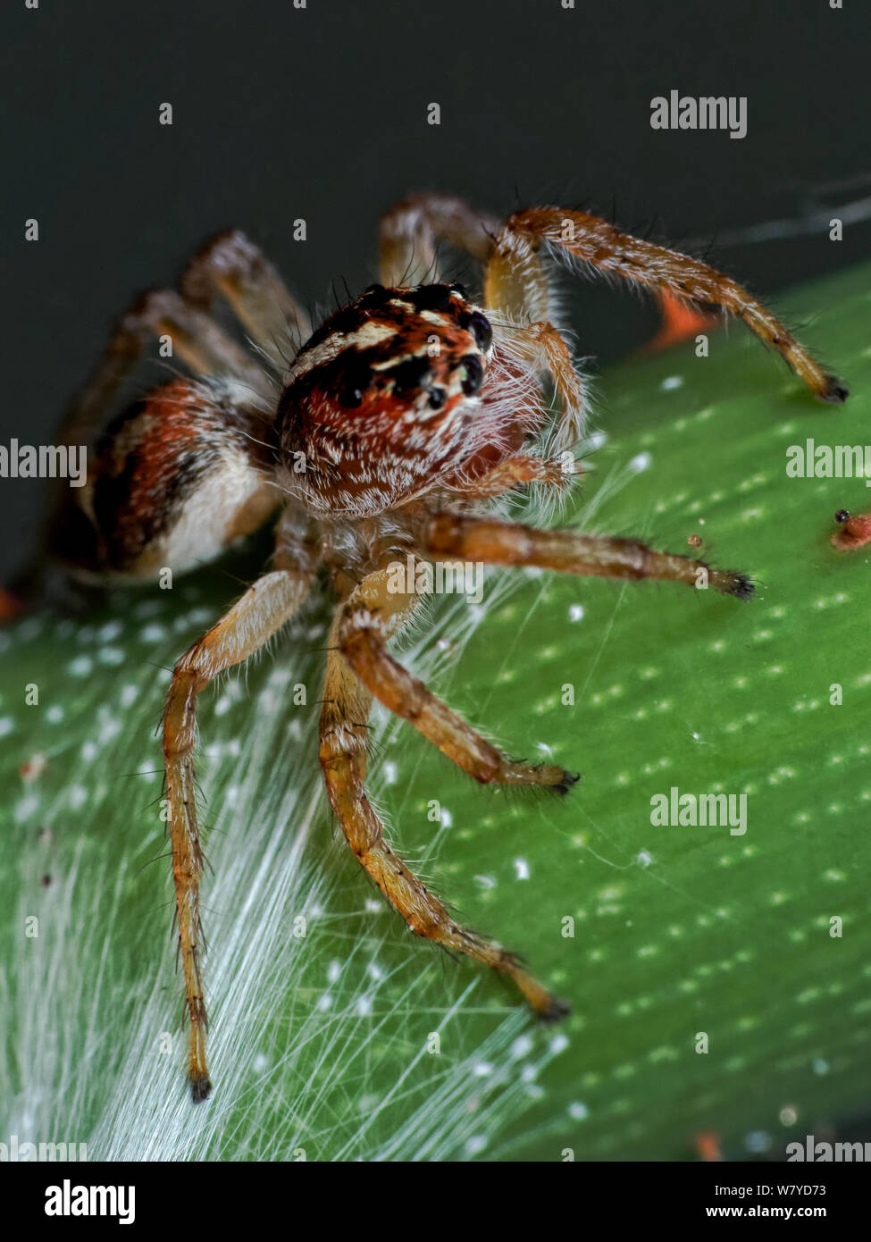 Frigga jumping Spider (Der), Makro der Spinne auf ein Blatt von einem tropischen Garten, zeigt die Spinne Augen im Detail Stockfoto