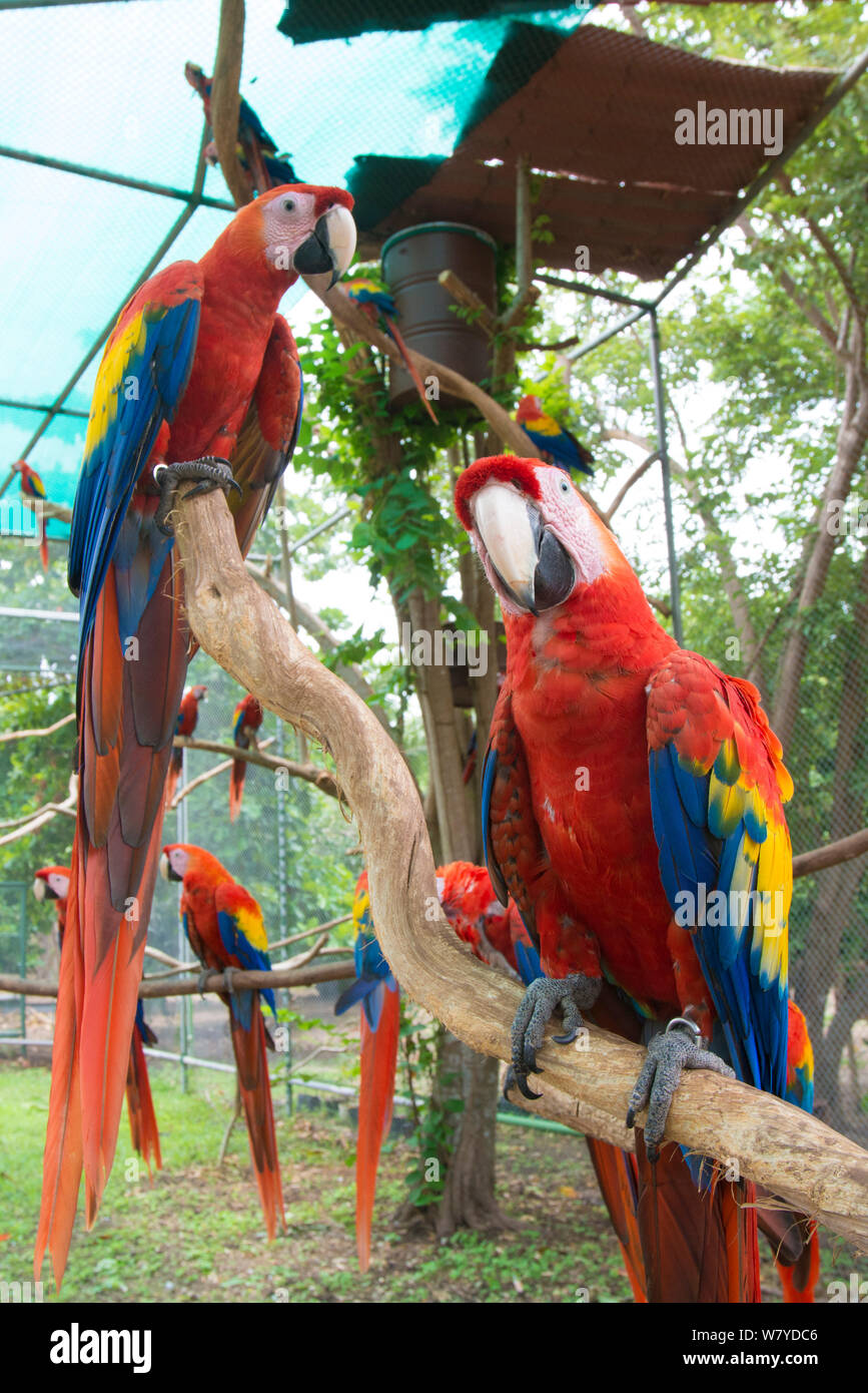 Hellrote Ara (Ara macao) Herde in El Manantial Macaw Heiligtum, Costa Rica Stockfoto