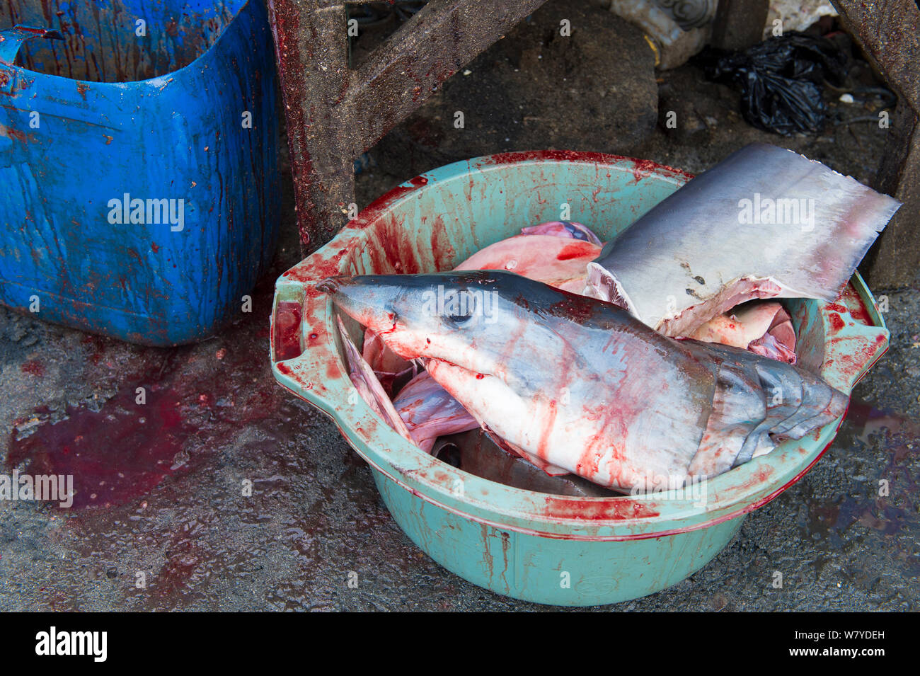 Mako Shark (Isurus oxyrinchus) Kopf und Teile in blutigen Eimer, Fischmarkt, Bali, Indonesien, September 2014. Gefährdete Arten. Stockfoto