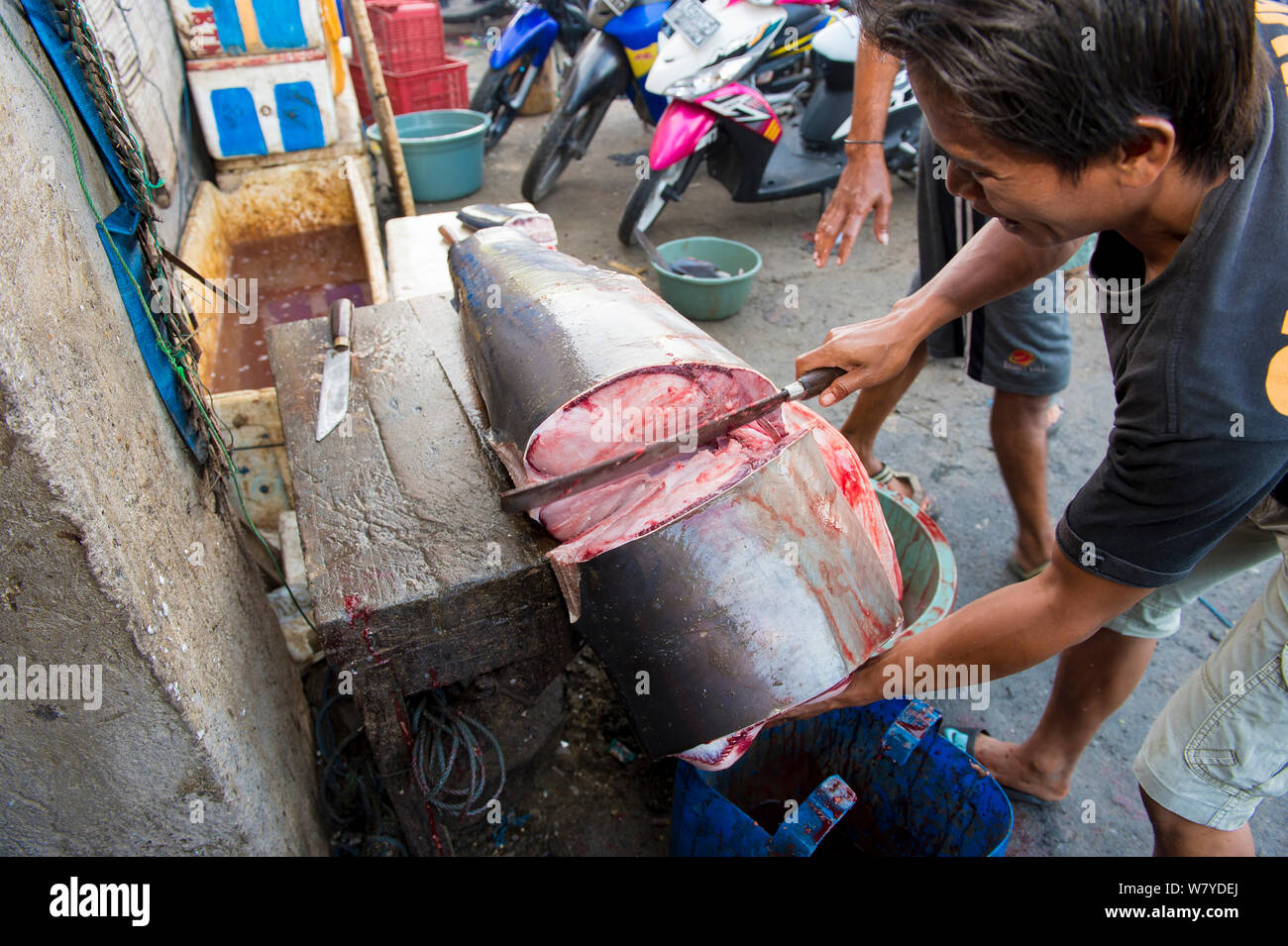 Man zerschneiden Mako Shark (Isurus oxyrinchus), Fischmarkt, Bali, Indonesien, September 2014. Gefährdete Arten. Stockfoto