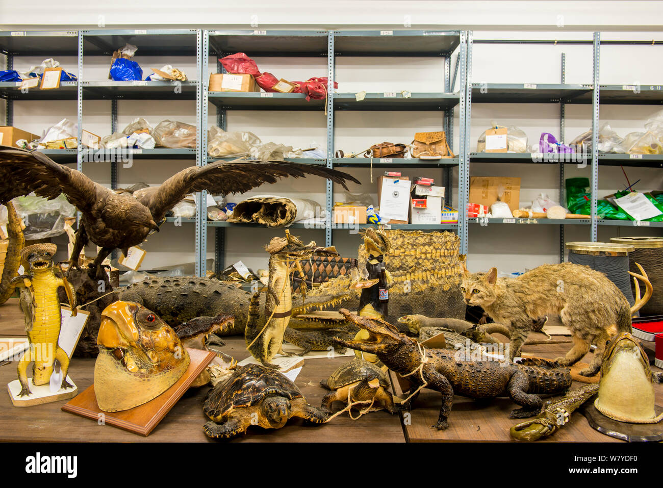 Taxidermy Exemplare und Bedrohte Tierwelt Produkte durch die spanische Polizei an Adolfo Suarez Flughafen Madrid-Barajas beschlagnahmt in Übereinstimmung mit CITES, in einer Regierung Lager, Spanien gespeichert, Oktober 2014. Stockfoto