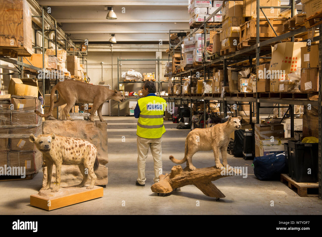 Mann mit Taxidermischen Exemplare durch die spanische Polizei an Adolfo Suarez Flughafen Madrid-Barajas beschlagnahmt in Übereinstimmung mit CITES, in einer Regierung Lager, Spanien gespeichert, Oktober 2014. Stockfoto