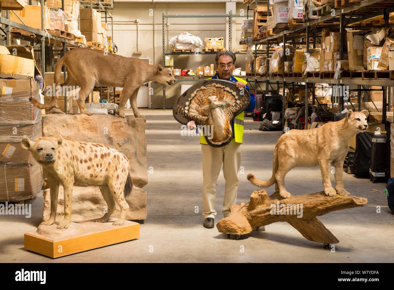 Mann mit Taxidermischen Exemplare durch die spanische Polizei an Adolfo Suarez Flughafen Madrid-Barajas beschlagnahmt in Übereinstimmung mit CITES, in einer Regierung Lager, Spanien gespeichert, Oktober 2014. Stockfoto