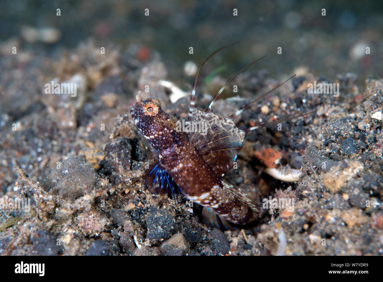 Geröntgt shrimp goby (Tomiyamichthys () 2. Lotidae. seine Rückenflosse. Lembeh Strait, Nord Sulawesi, Indonesien. Stockfoto