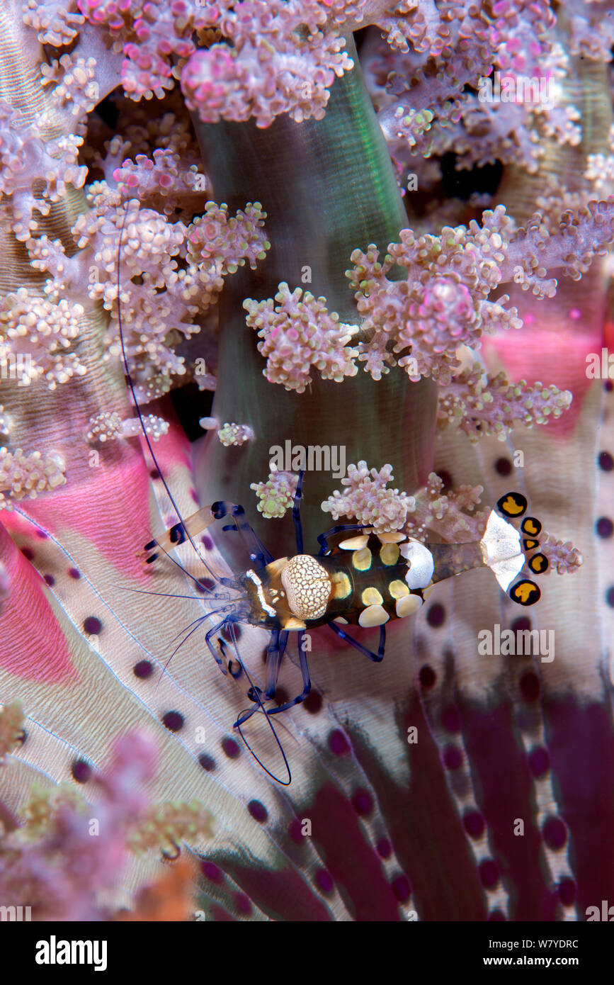 Pfau-Schwanz anemone Shrimp (Periclimenes brevicarpalis) Wohn commensally mit der Verzweigung Seeanemone (Actinodendron glomeratum). Lembeh Strait, Nord Sulawesi, Indonesien. Stockfoto