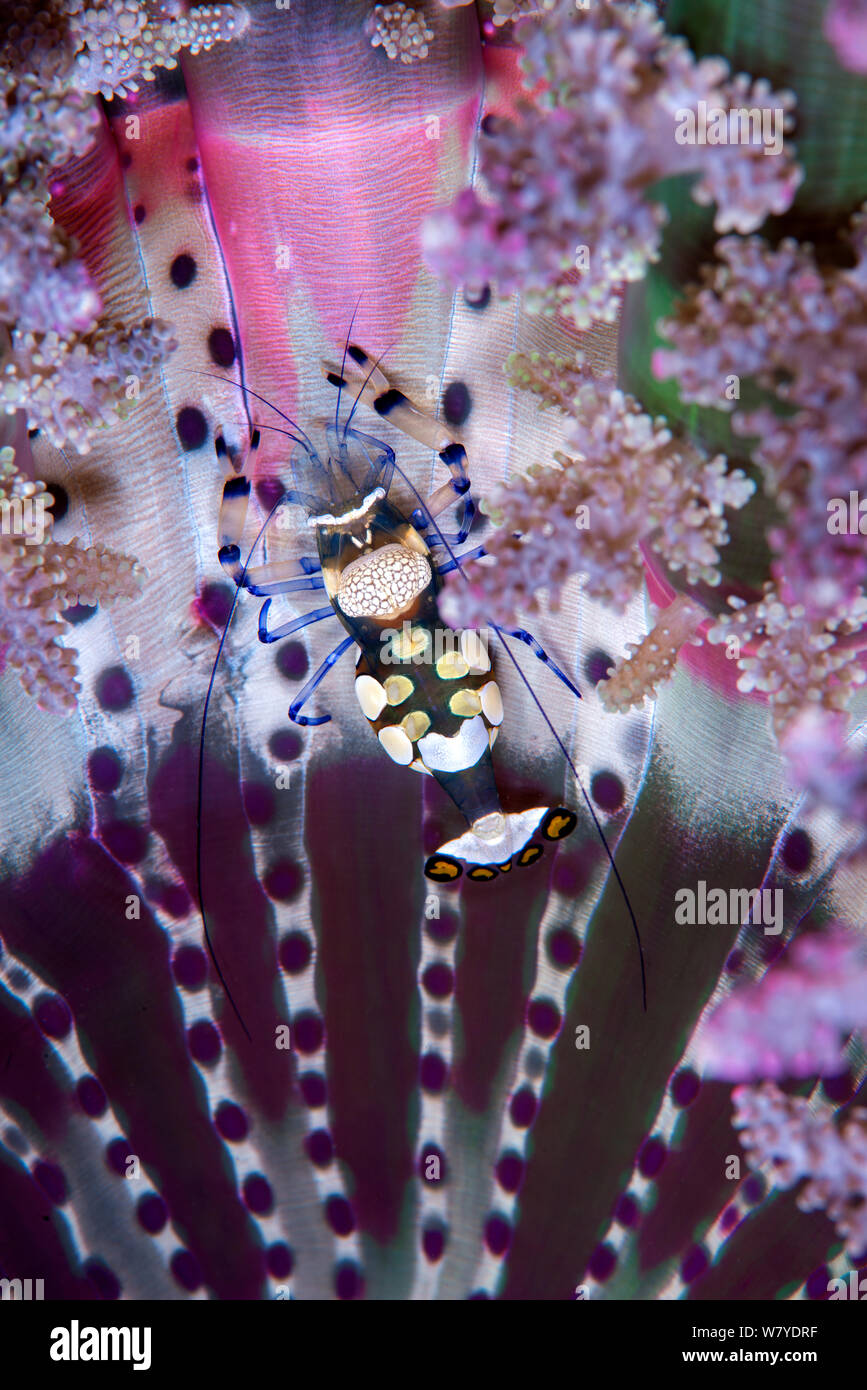 Pfau-Schwanz anemone Shrimp (Periclimenes brevicarpalis) Wohn commensally mit der Verzweigung Seeanemone (Actinodendron glomeratum). Lembeh Strait, Nord Sulawesi, Indonesien. Stockfoto
