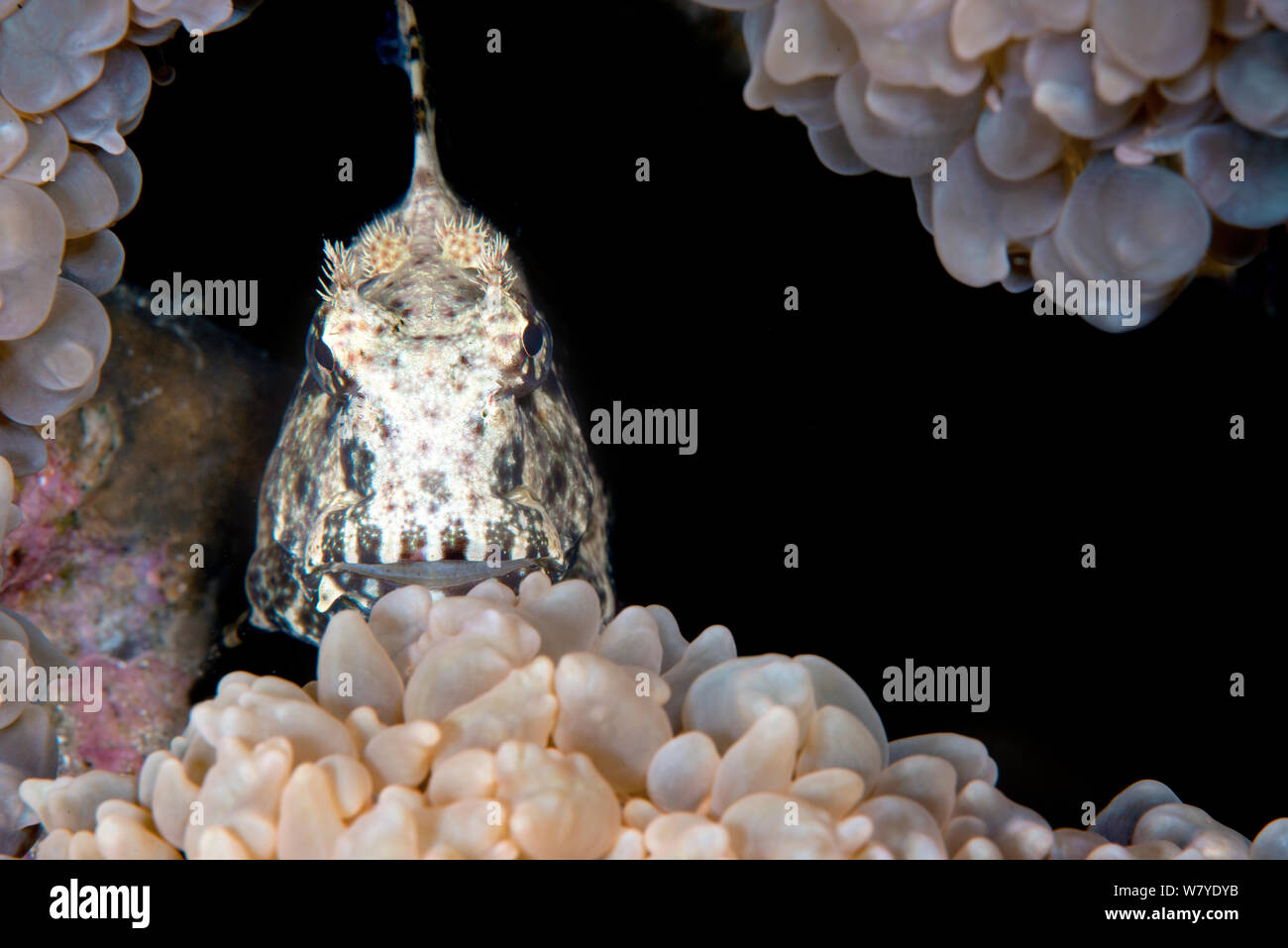 Malte blenny (Salarias fasciatus) und Corallimorpharians (Discosoma sp.) Lembeh Strait, Nord Sulawesi, Indonesien. Stockfoto