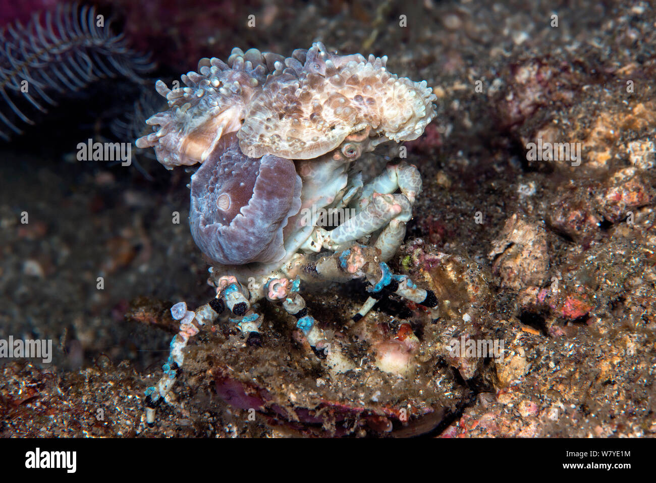 Corallimorph Dekorateur Crab (Cyclocoeloma tuberculata) Festsetzung von Corallimorpharian (Discosomatidae) mit Shell über Seten, Lembeh Strait, Nord Sulawesi, Indonesien. Stockfoto