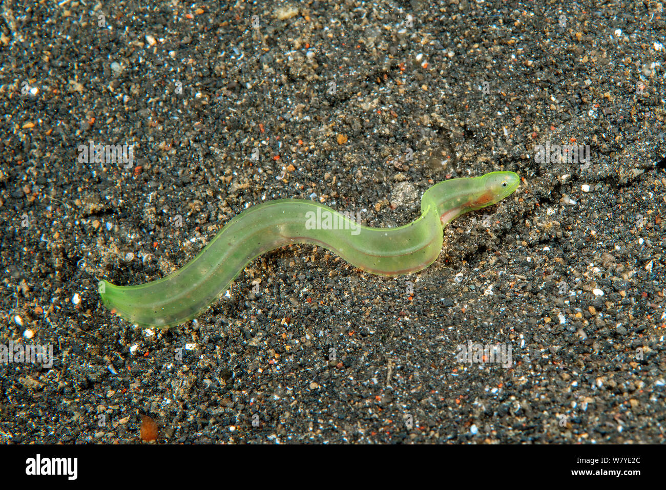 Am Ende der Larve nicht identifizierten transparente Muränen (Muraenidae). Lembeh Strait, Nord Sulawesi, Infonesia, Februar 2013. Stockfoto