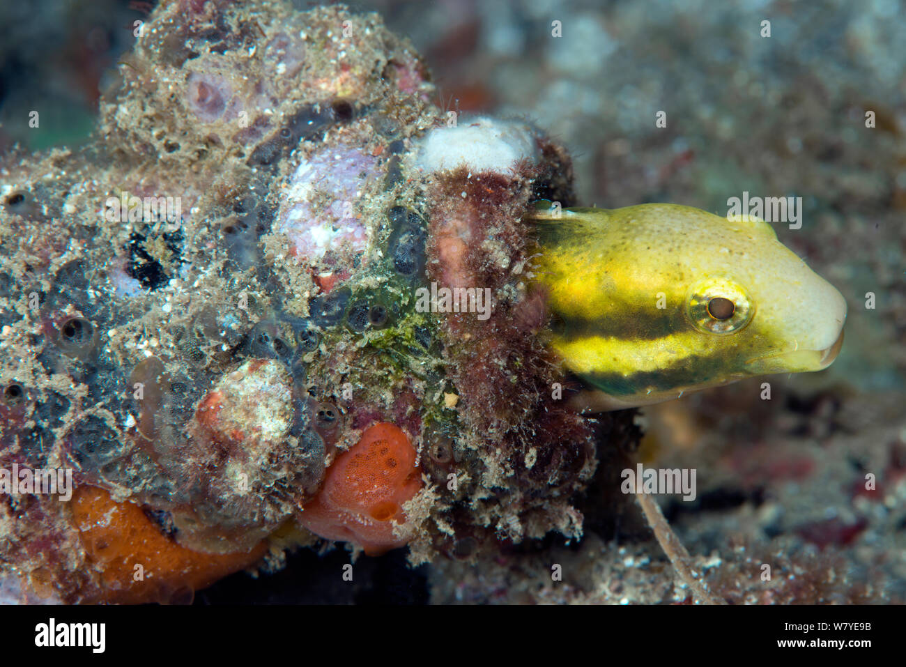 Gestreifte fangblenny Mimic (Petroscirtes breviceps) aus einer Flasche, Lembeh Strait, Nord Sulawesi, Indonesien. Stockfoto