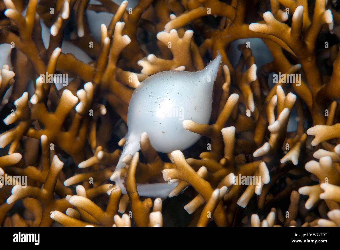 Broadclub Tintenfische (Sepia latimanus) Ei unter den Zweigen der Verzweigung Fire Coral (Millepora sp.) Zum Schutz vor Raubtieren. Lembeh Strait, Nord Sulawesi, Indonesien. Stockfoto