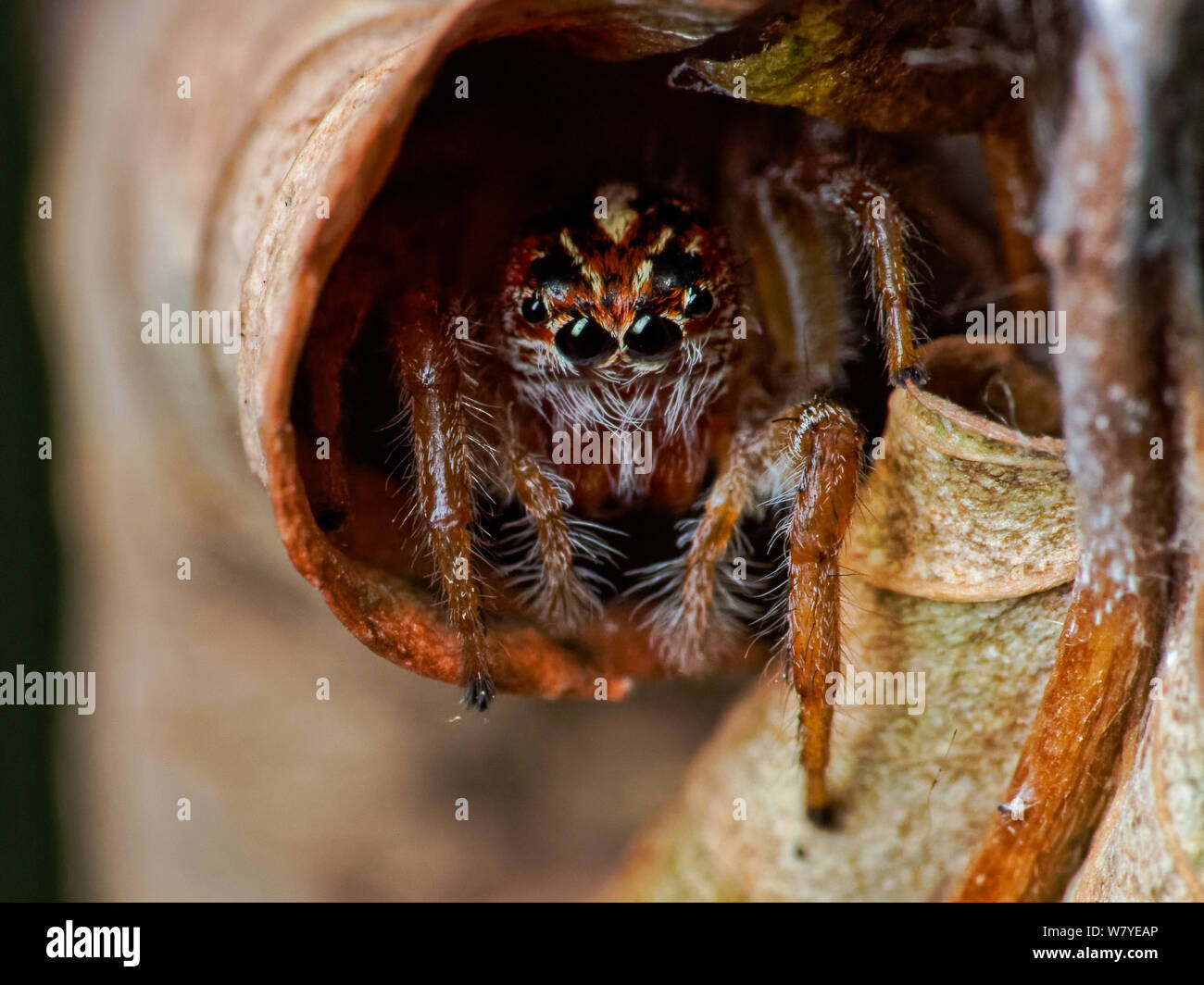 Frigga jumping Spider (Der), Makro der Spinne auf ein Blatt von einem tropischen Garten, zeigt die Spinne Augen im Detail Stockfoto