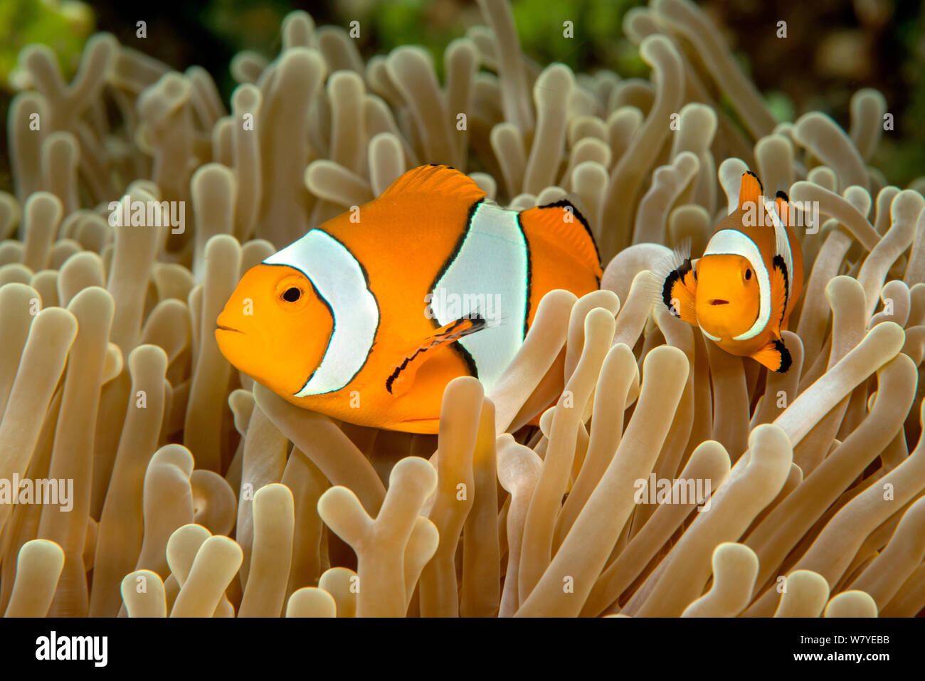 False clown Anemonenfischen Amphiprion perideraion (Paar) mit in seinen Wirt Seeanemone (Heteractis magnifica). Lembeh Strait, Nord Sulawesi, Indonesien. Stockfoto