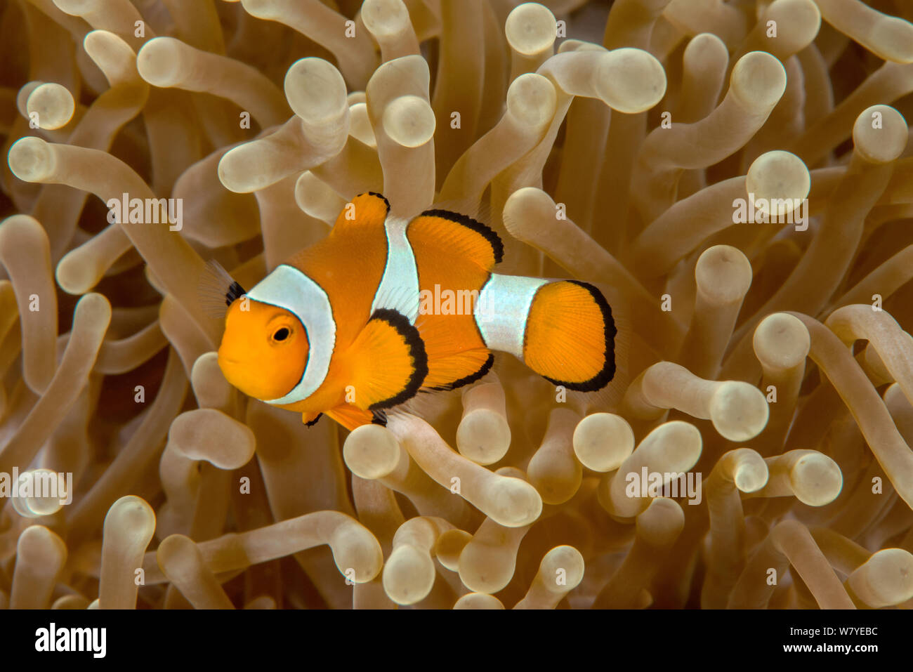 (False clown Anemonenfischen Amphiprion perideraion) mit seinem Host Seeanemone (Heteractis magnifica). Lembeh Strait, Nord Sulawesi, Indonesien. Stockfoto