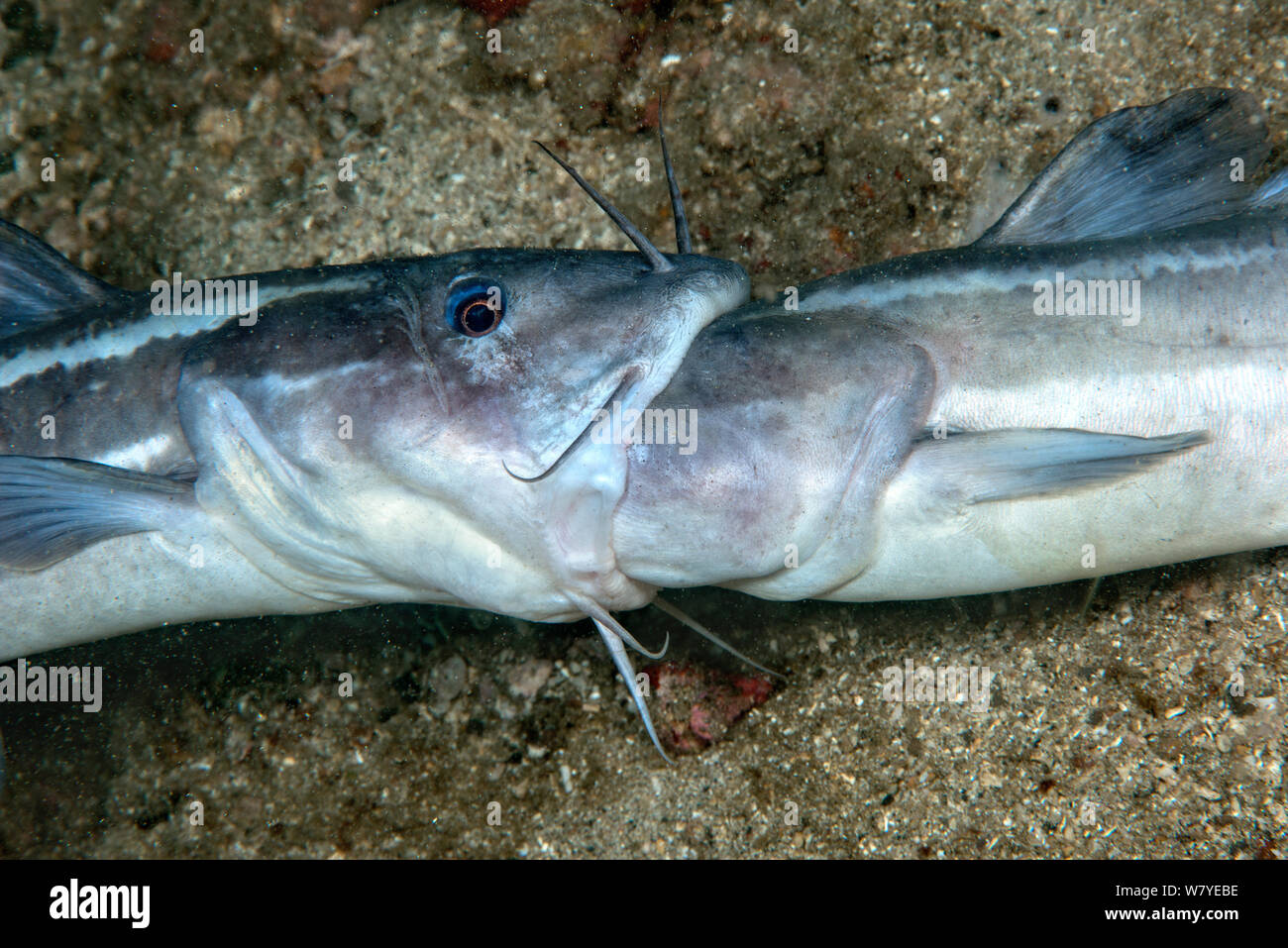 Gestreifte Aal Wels (Plotosus lineatus) Erwachsene Männer kämpften, die versuchen, zu jedem anderen&#39;s Kopf beißen. Lembeh Strait, Nord Sulawesi, Indonesien. Stockfoto