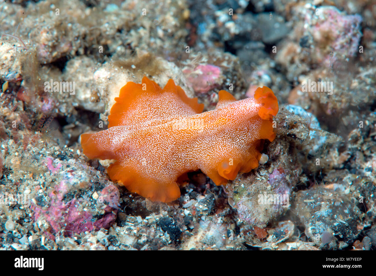 Marine plattwurm (Phrikoceros sp.) Lembeh Strait, Nord Sulawesi, Indonesien. Stockfoto