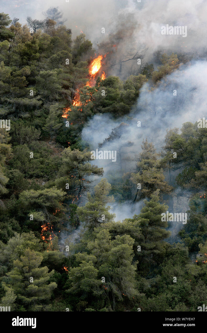 Mediterranen Kiefern (Pinus halepensis) im Wald Feuer, aus dem Patras Korinth Highway, Mount Klokos, Peloponnes, Griechenland. 9. Juli 2007. Dies war der größte Waldbrand in Griechenland aufgenommen. Es zerstört 270.000 Hektar, 63 Menschen starben, 500 Häuser niedergebrannt und 6000 Menschen wurden obdachlos. Stockfoto