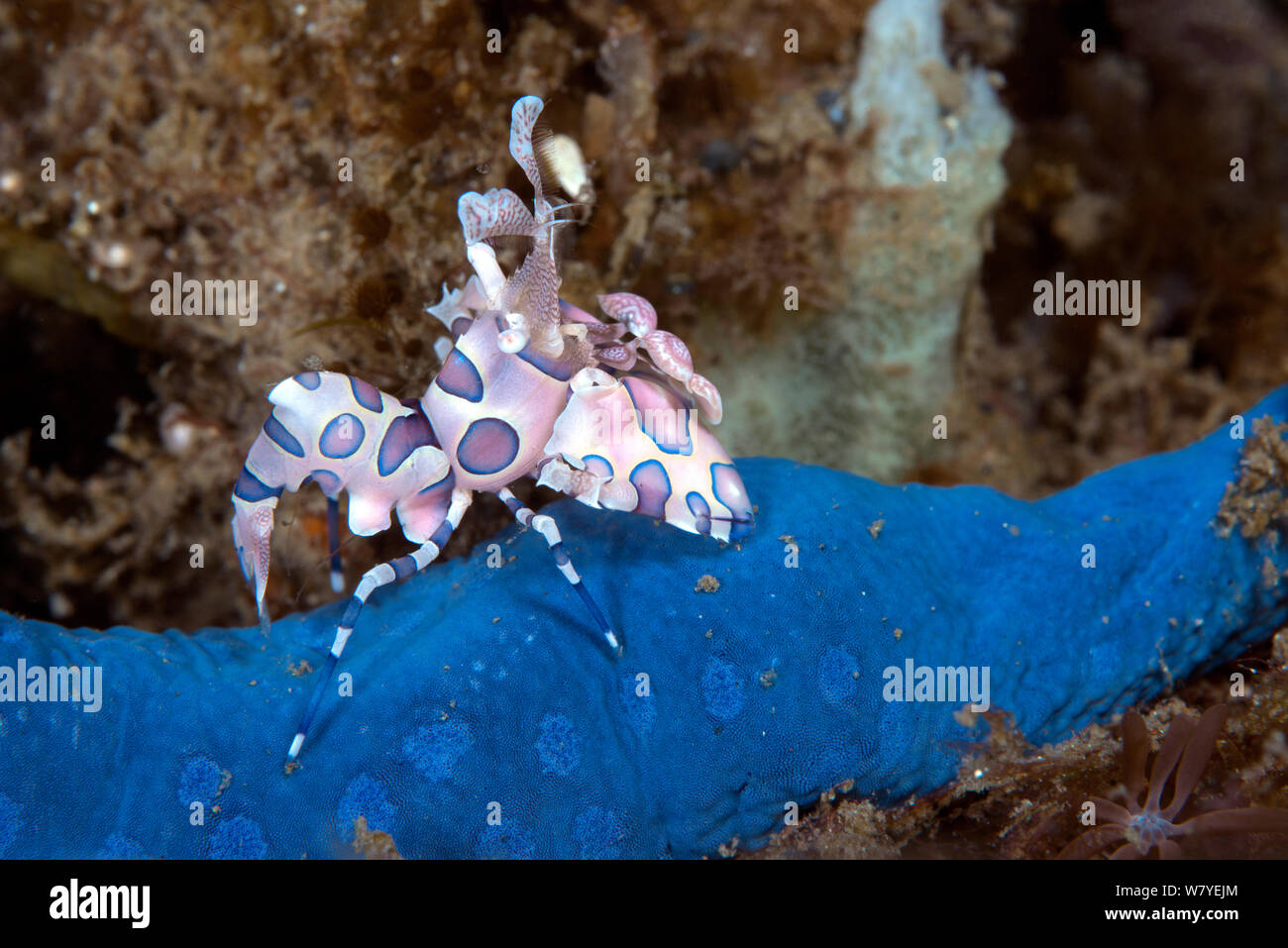 Harlekin Garnelen (Hymenocera elegans) mit seiner Beute blaue Seesterne (Linckia laevigata) Lembeh Strait, Nord Sulawesi, Indonesien. Stockfoto