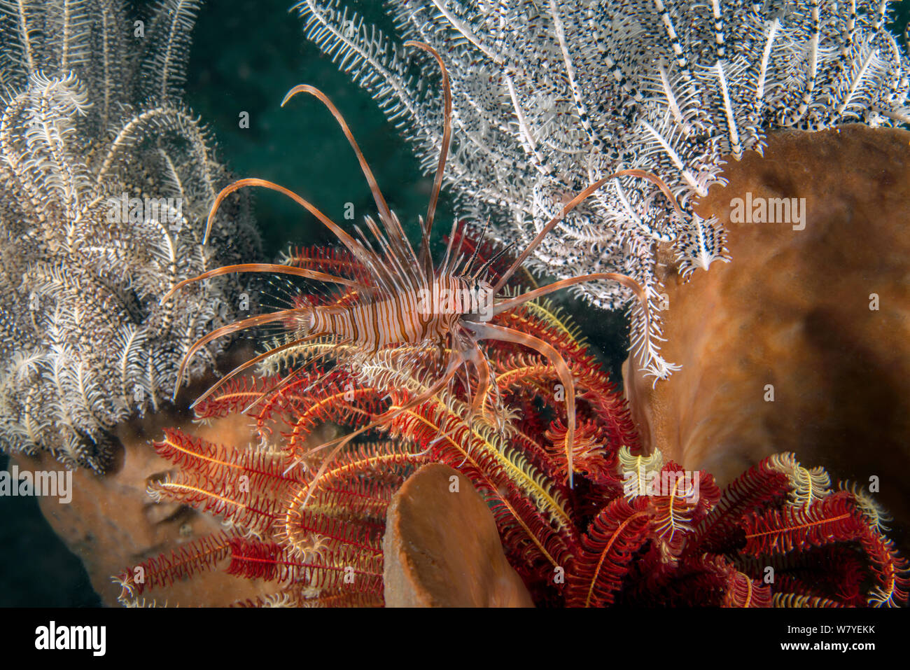 Türkei Fisch (Pterois volitans) Kinder. Lembeh Strait,Sulaewesi, Indonesien. Stockfoto
