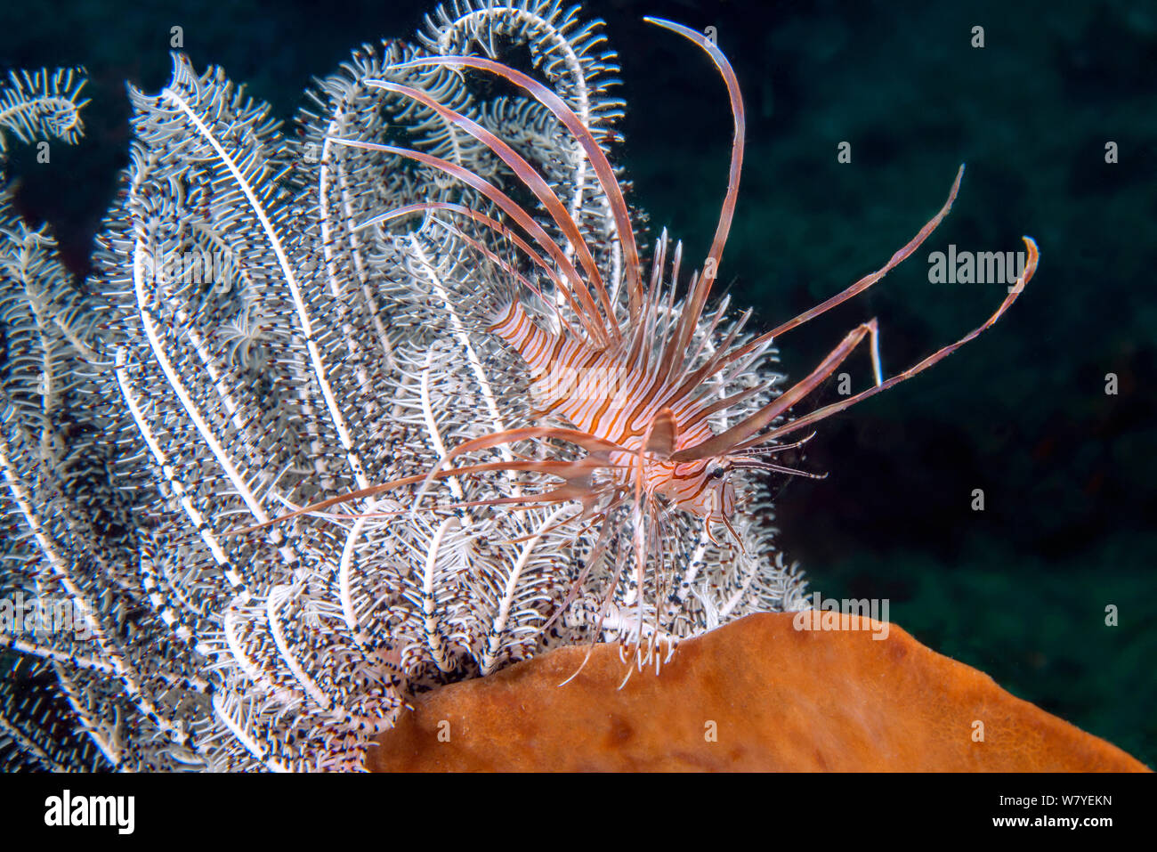 Türkei Fisch (Pterois volitans) Kinder. Lembeh Strait,Sulaewesi, Indonesien. Stockfoto