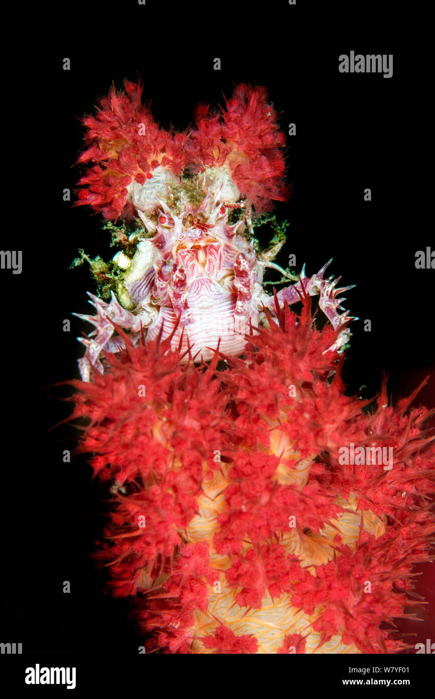 Soft coral Crab (Hoplophrys oatesii) an der roten Weichkorallen (Dendronephthya sp.) Lembeh Strait, Nord Sulawesi, Indonesien getarnt. Stockfoto