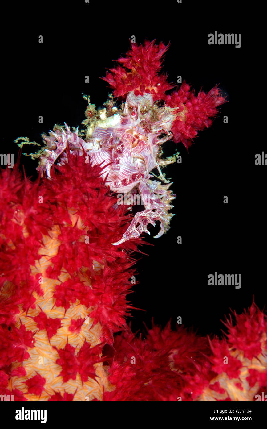 Soft coral Crab (Hoplophrys oatesii) an der roten Weichkorallen (Dendronephthya sp.) Lembeh Strait, Nord Sulawesi, Indonesien getarnt. Stockfoto