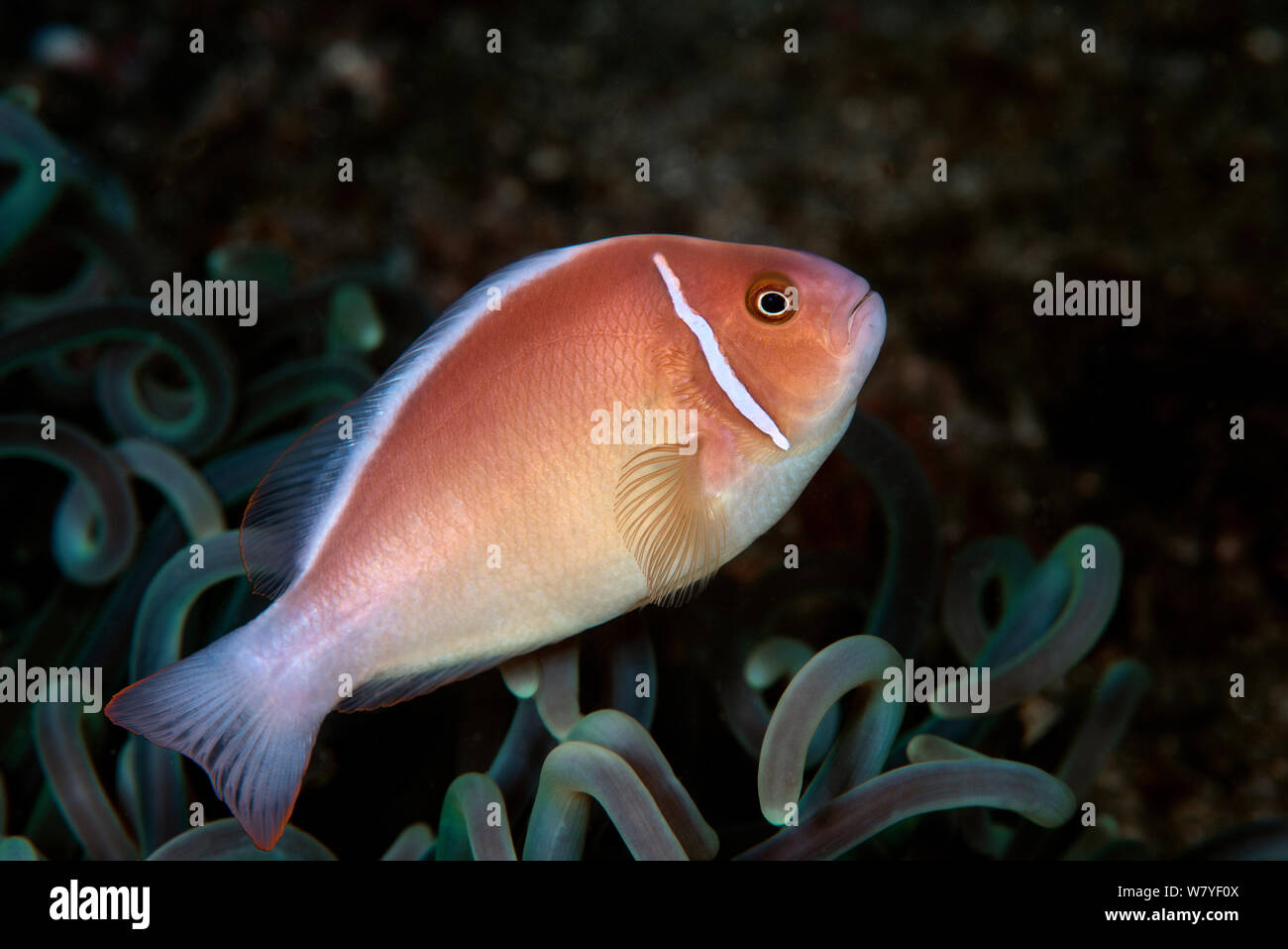 Rosa Clownfisch (Amphiprion perideraion) im Host Anemone (Heteractis crispa) Lembeh Strait, Nord Sulawesi, Indonesien. Stockfoto