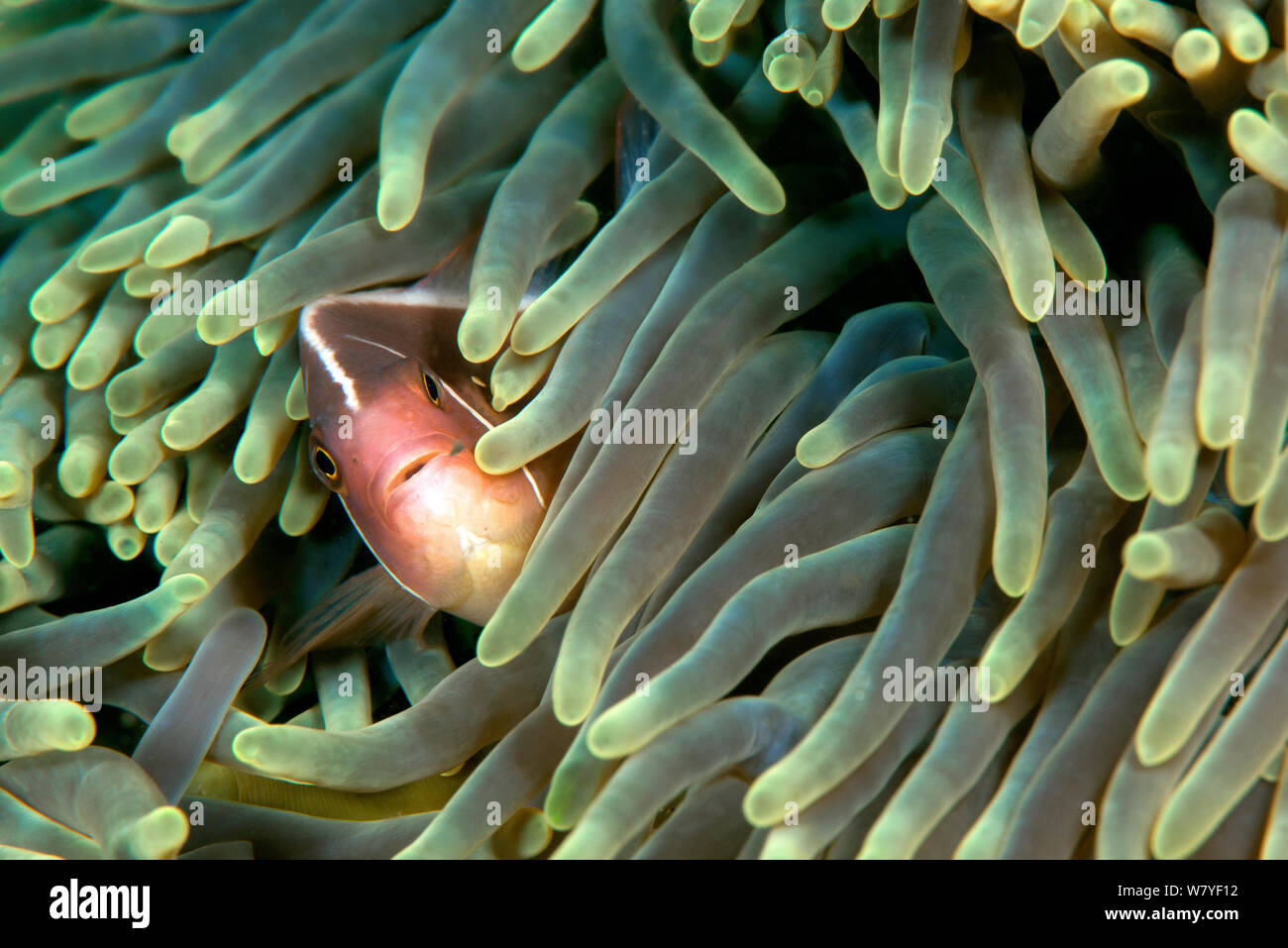 Rosa Clownfisch (Amphiprion perideraion) im Host Anemone (Heteractis crispa). Lembeh Strait, Nord Sulawesi, Indonesien. Stockfoto