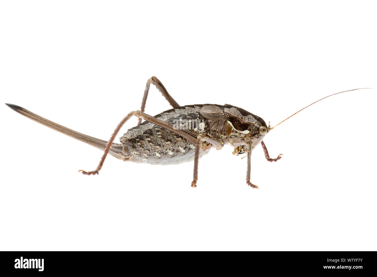 Eneabba Buckelwale katydid (Pachysaga eneabba), Western Australien. meetyourneighbors.net Projekt Stockfoto