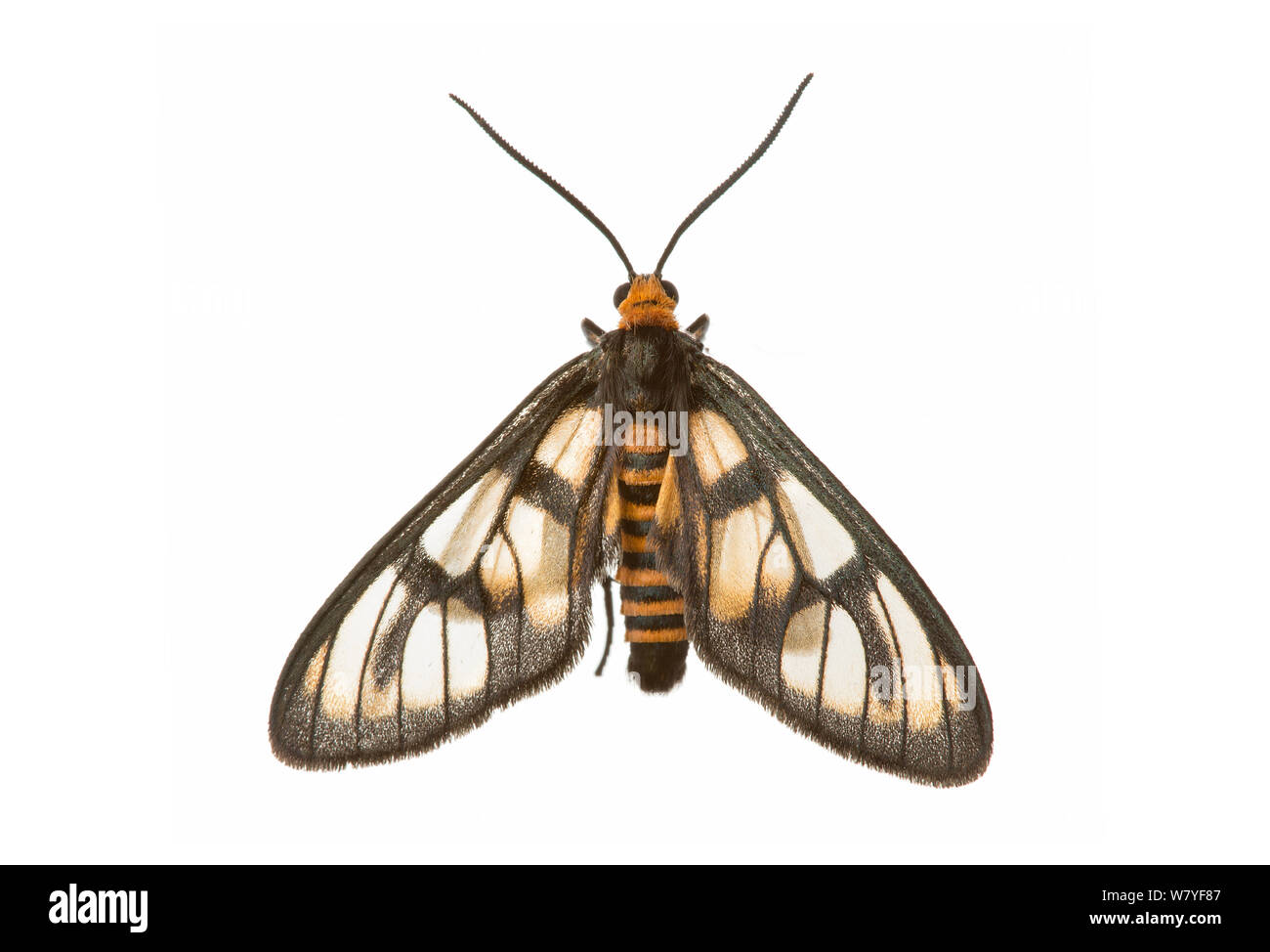 Tiger Moth (Amata sp), Queensland, Australien. meetyourneighbors.net Projekt Stockfoto