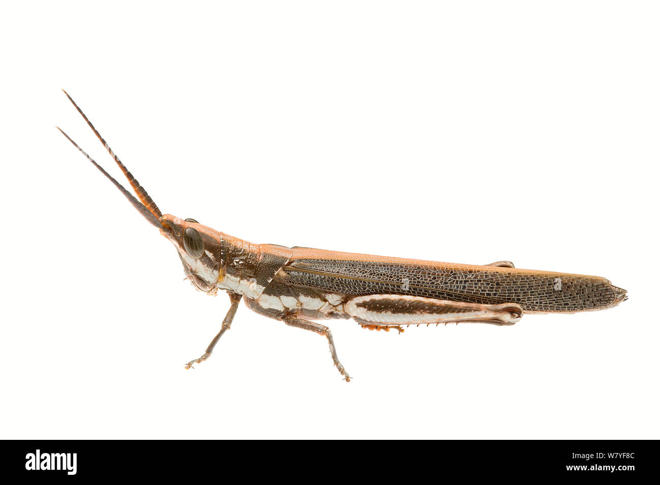 Erfreulich Grasshopper (Erythropomala amaena), meekatharra Shire, Gascoyne Bioregion, Western Australien. meetyourneighbors.net Projekt Stockfoto