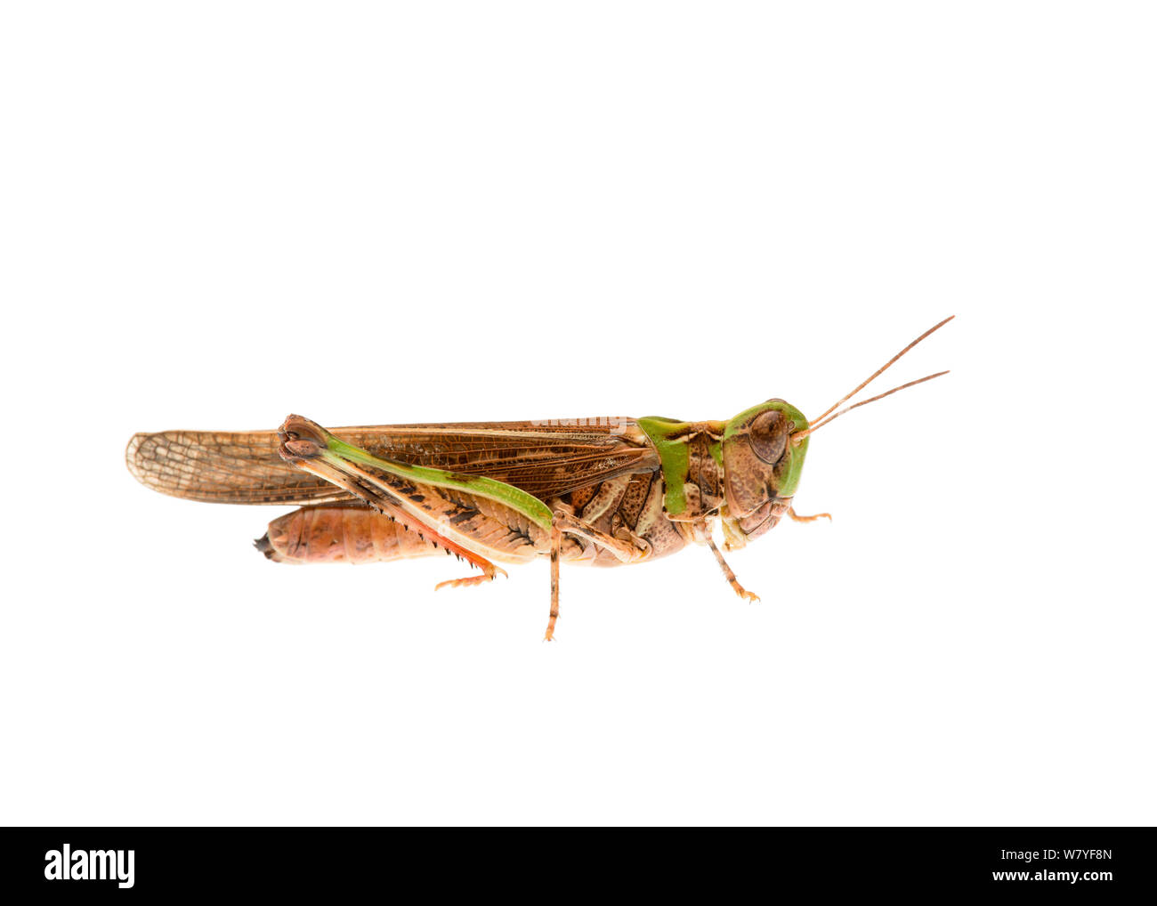 Australische Pest locust (Chortoicetes terminifera), meekatharra Shire, Gascoyne Bioregion, Western Australien. meetyourneighbors.net Projekt Stockfoto