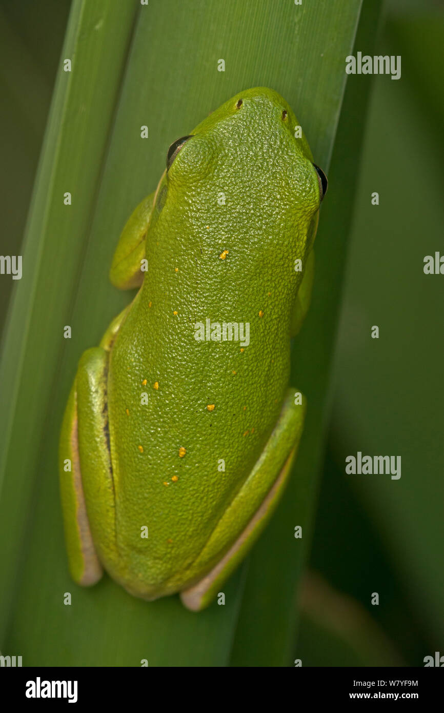 Amerikanische green Treefrog (Hyla cinerea), Virginia, USA, September. Stockfoto