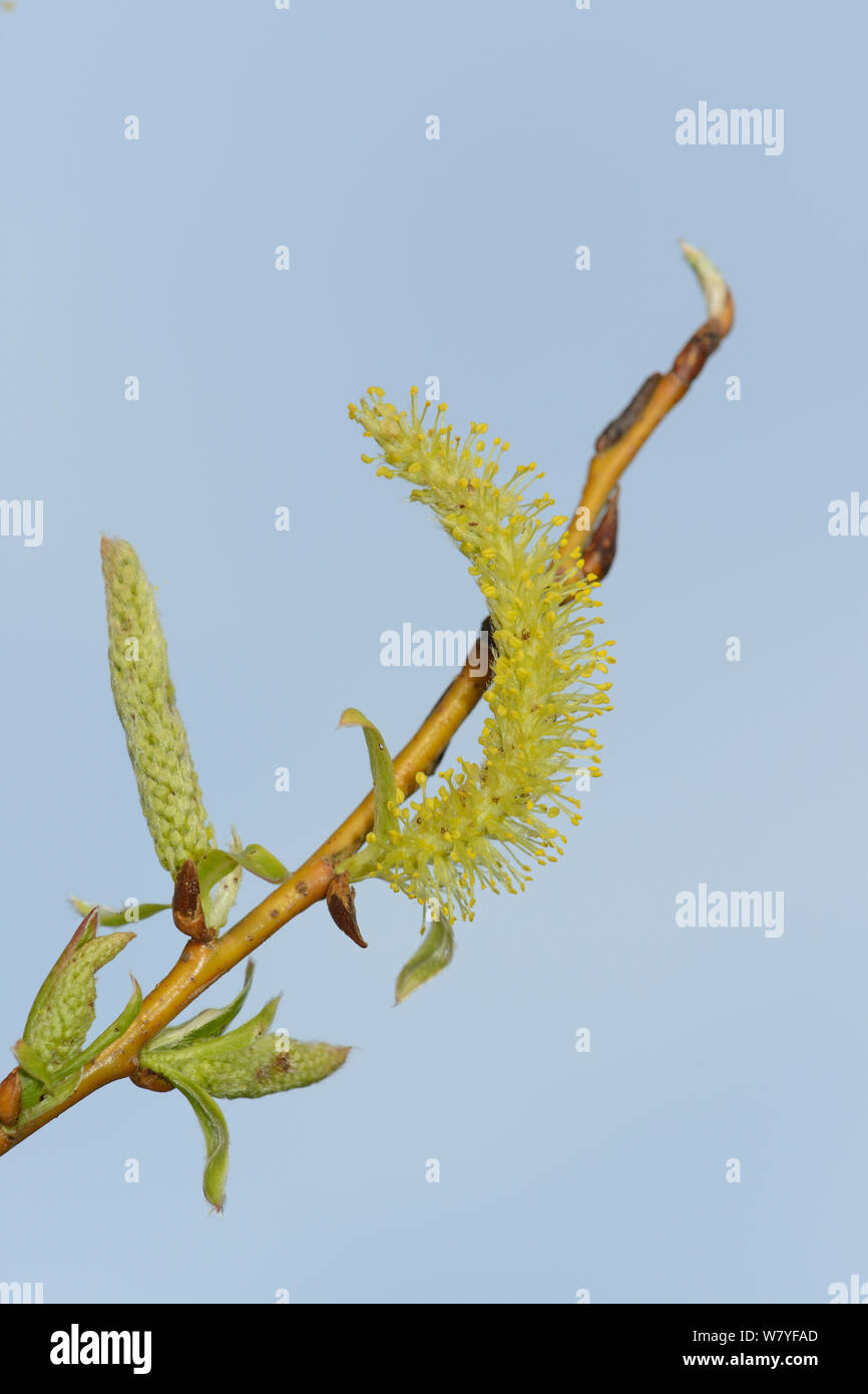 Golden Trauerweide (Salix x Sepulcralis) Palmkätzchen, Wiltshire, UK, April. Stockfoto