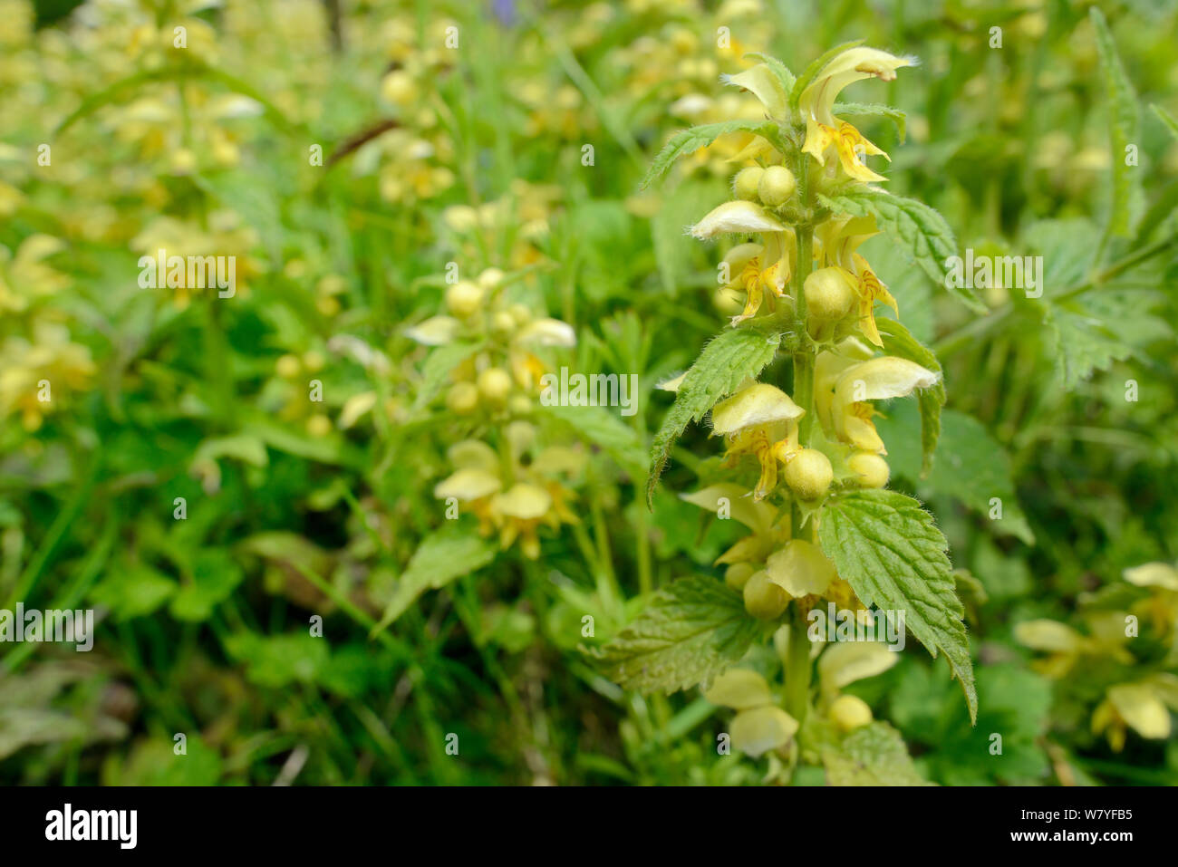 Dichten stand von Gelben Erzengel (Lamium galeobdolum) Blühende in einem Waldgebiet Clearing, GWT untere Holz finden, Gloucestershire, UK, Mai. Stockfoto