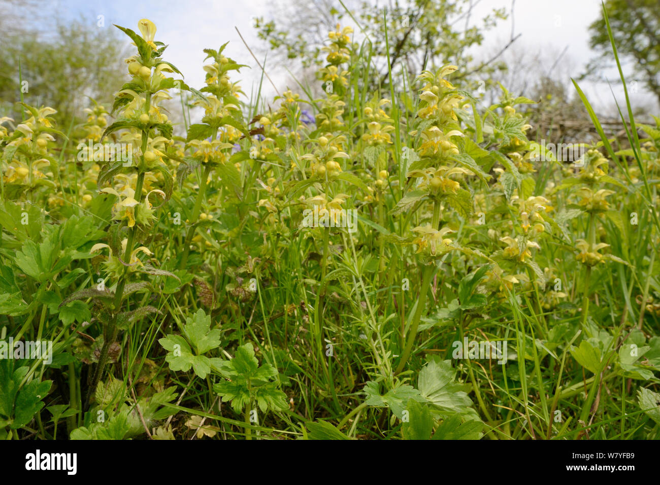 Low Angle View ein dichtes stand von Gelben Erzengel (Lamium galeobdolum) Blühende in einem Waldgebiet Clearing, GWT untere Holz finden, Gloucestershire, UK, Mai. Stockfoto