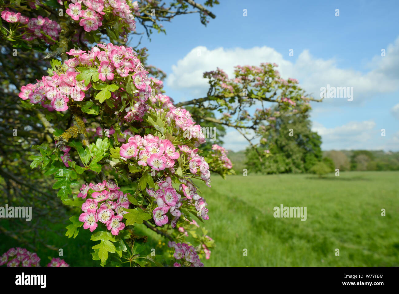 Weißdorn Blüten (Rosa moschata), rosa Form, in einer Hecke an der Grenze zu weiden, Wiltshire, UK, Mai. Stockfoto