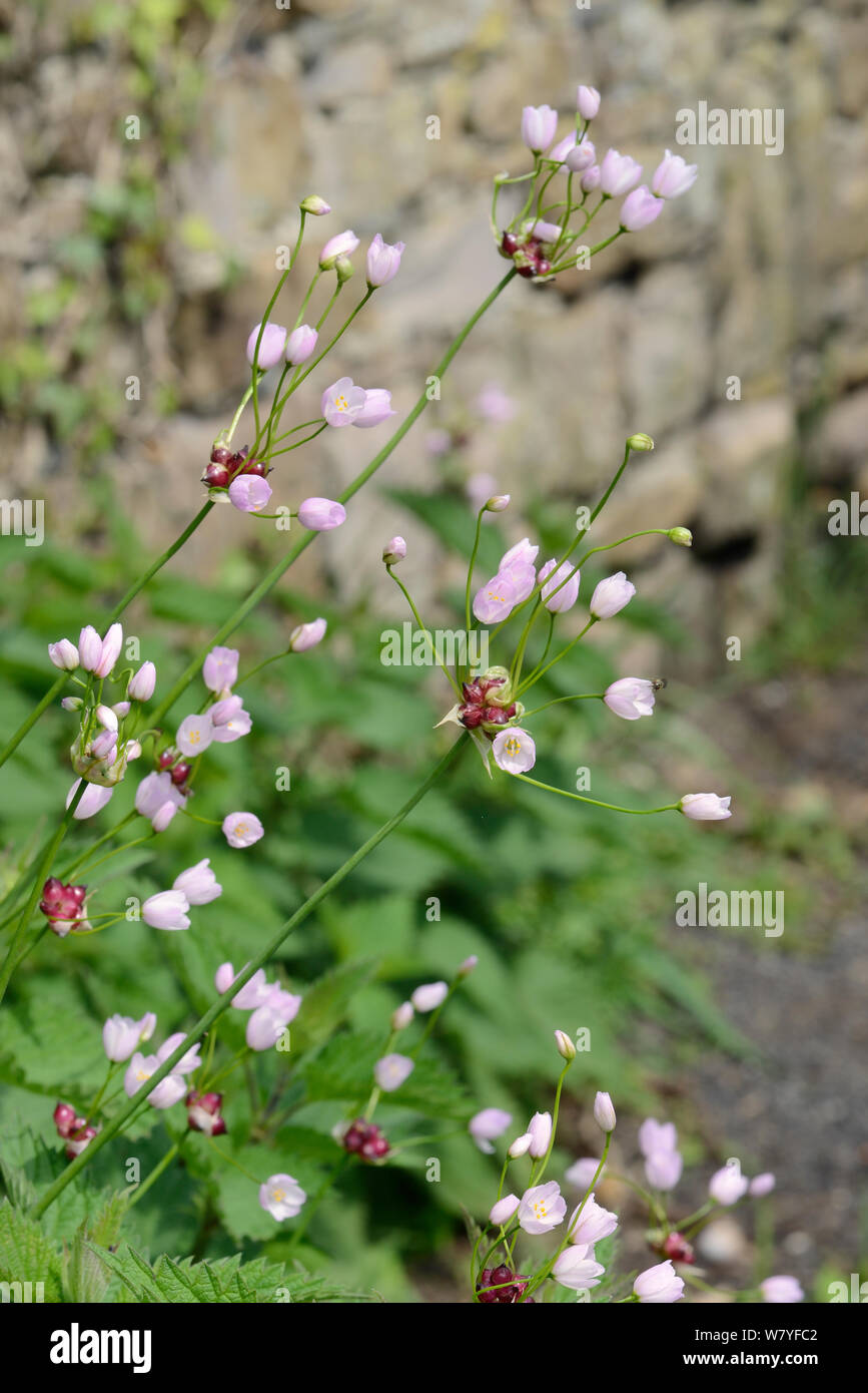 Rosa Knoblauch (Allium roseum) eine mediterrane Arten eingebürgert in Großbritannien, blühen auf ein strassenrand Kante, in der Nähe von Bude, Cornwall, UK, Mai. Stockfoto