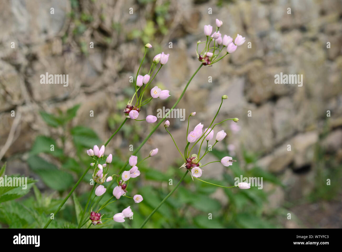 Rosa Knoblauch (Allium roseum) eine mediterrane Arten eingebürgert in Großbritannien, blühen auf ein strassenrand Kante, in der Nähe von Bude, Cornwall, UK, Mai. Stockfoto