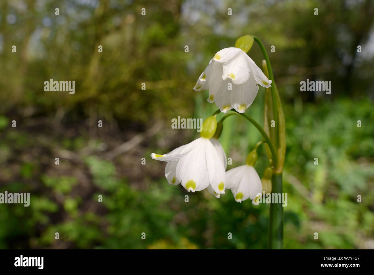 Sommer Schneeflocke/Loddon Lily (Leucojum aestivum) Blühende in feuchten, Auenwald, Wiltshire, UK, April. Stockfoto