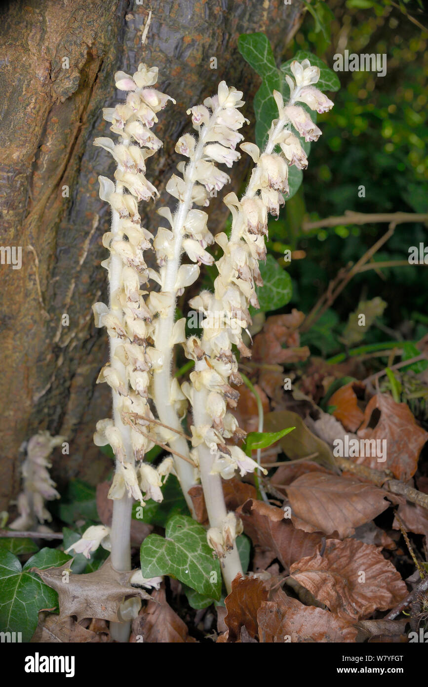 Gemeinsame toothwort (Lathraea squamaria), ein Parasit der Hasel (Corylus), Blüte im Wald, Badewanne und Nordosten Somerset, UK, April. Stockfoto