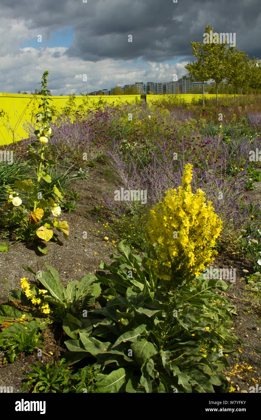 Mischung aus blühenden Pflanzen einschließlich königskerze (molène) gepflanzt Bienen in ehemals Brachflächen Umgebung Olympiastadion zu gewinnen. Queen Elizabeth Olympic Park, Stratford, London, England, UK, August 2014. Stockfoto